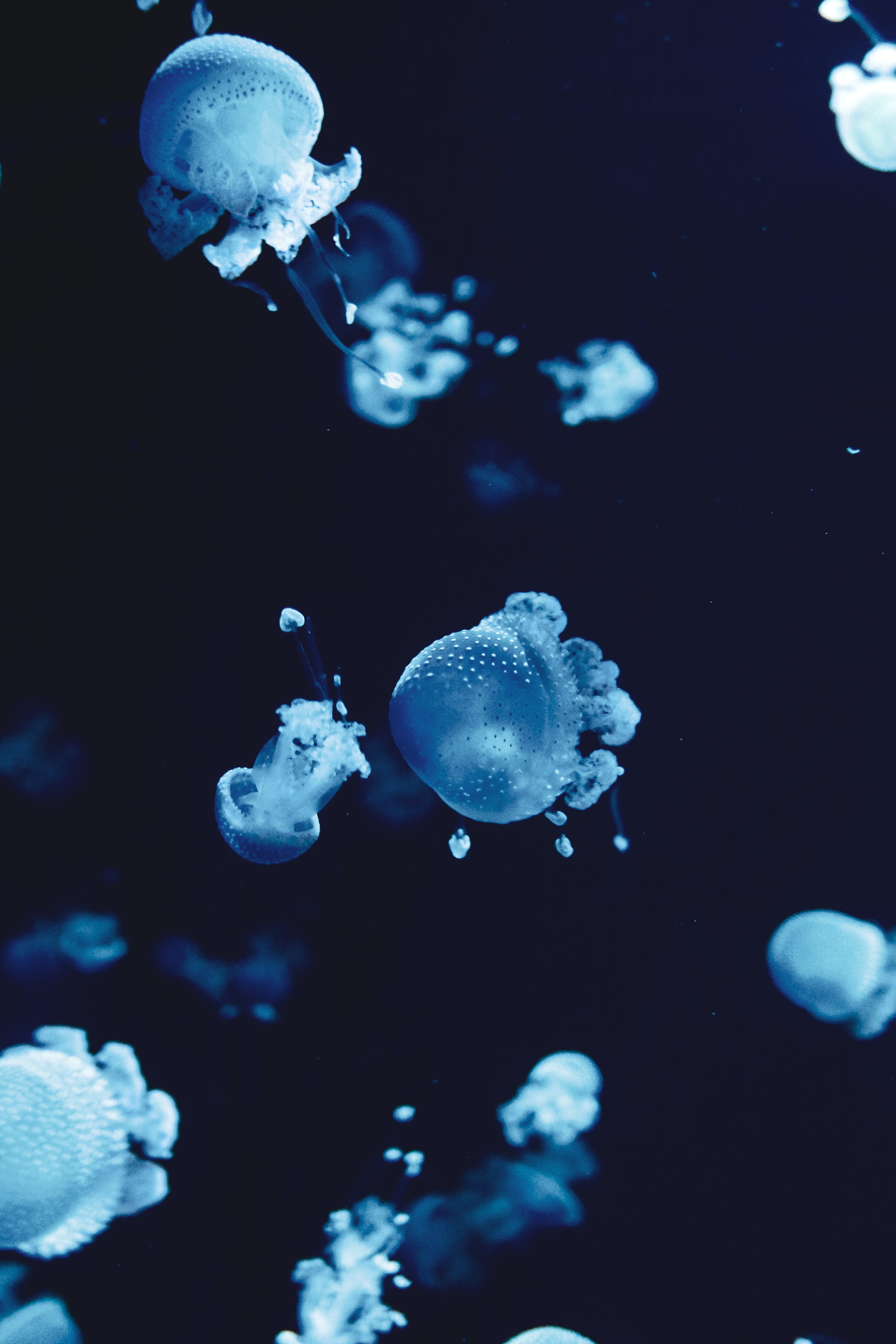 95817 descargar imagen animales, agua, medusa, azul, macro, bajo el agua, submarino: fondos de pantalla y protectores de pantalla gratis