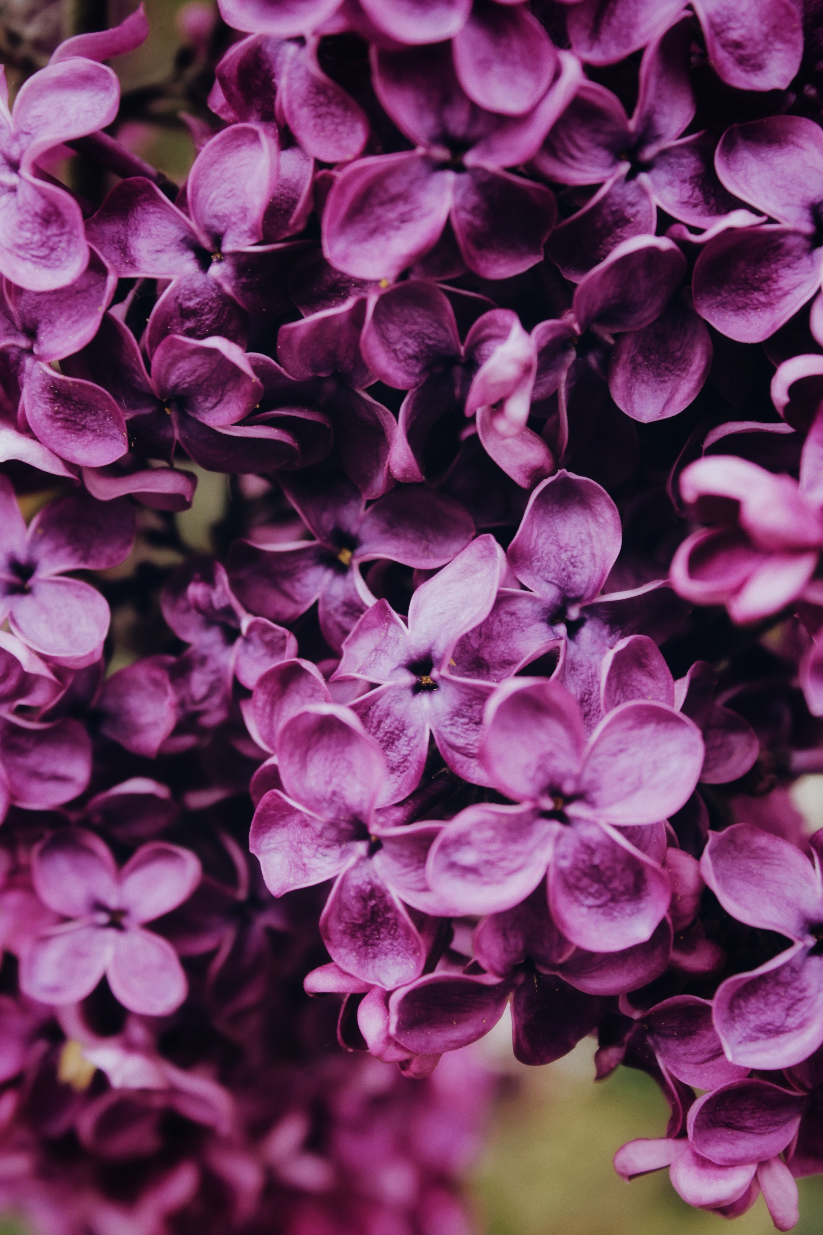 Download mobile wallpaper Macro, Flowering, Lilac, Flowers, Bloom for free.