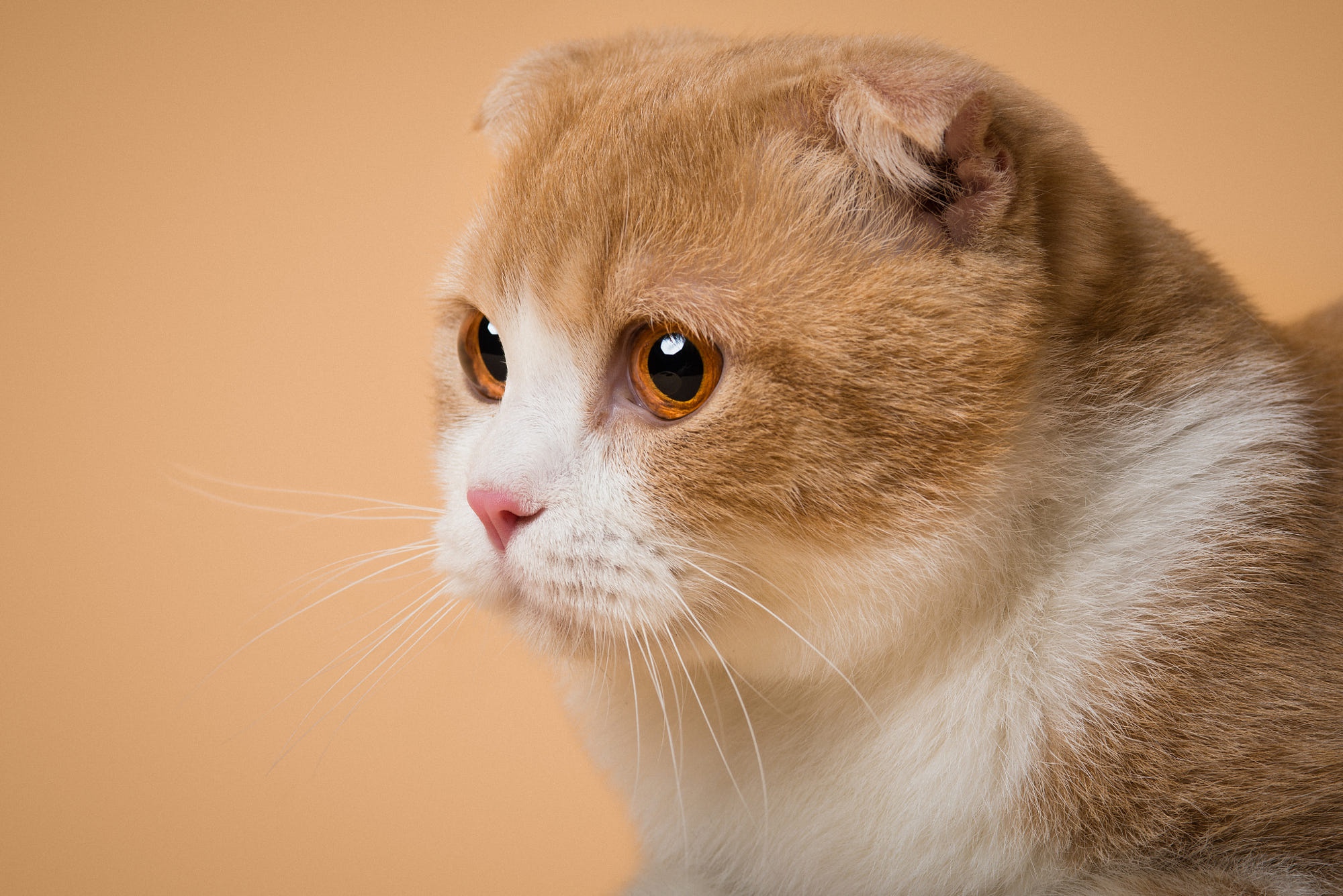 491079 descargar imagen animales, gato, pliegue escocés, gatos: fondos de pantalla y protectores de pantalla gratis