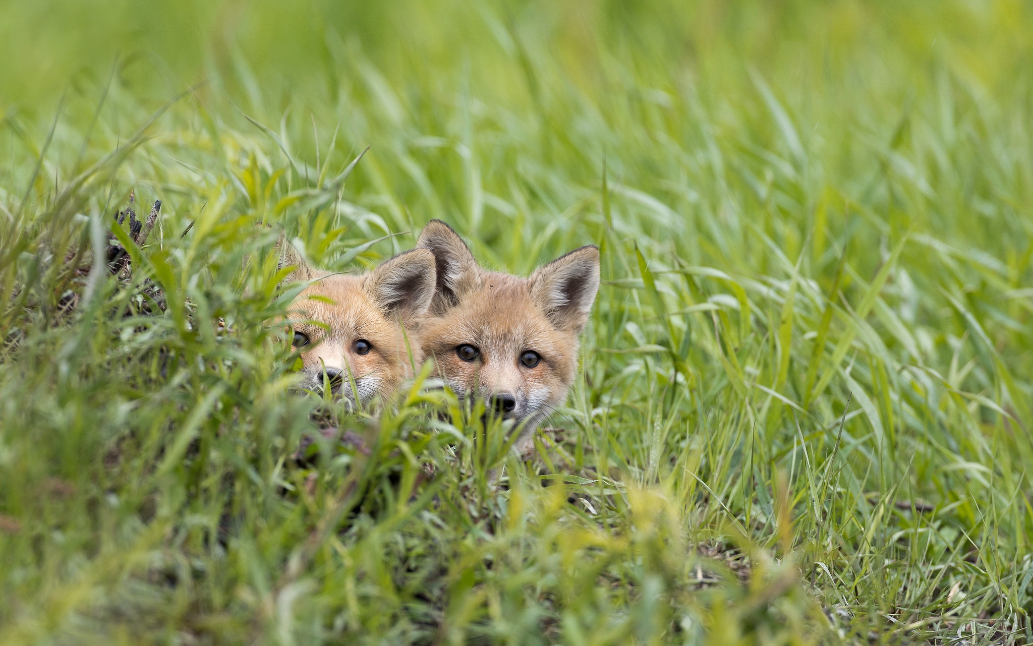 Download mobile wallpaper Grass, Fox, Animal, Stare for free.