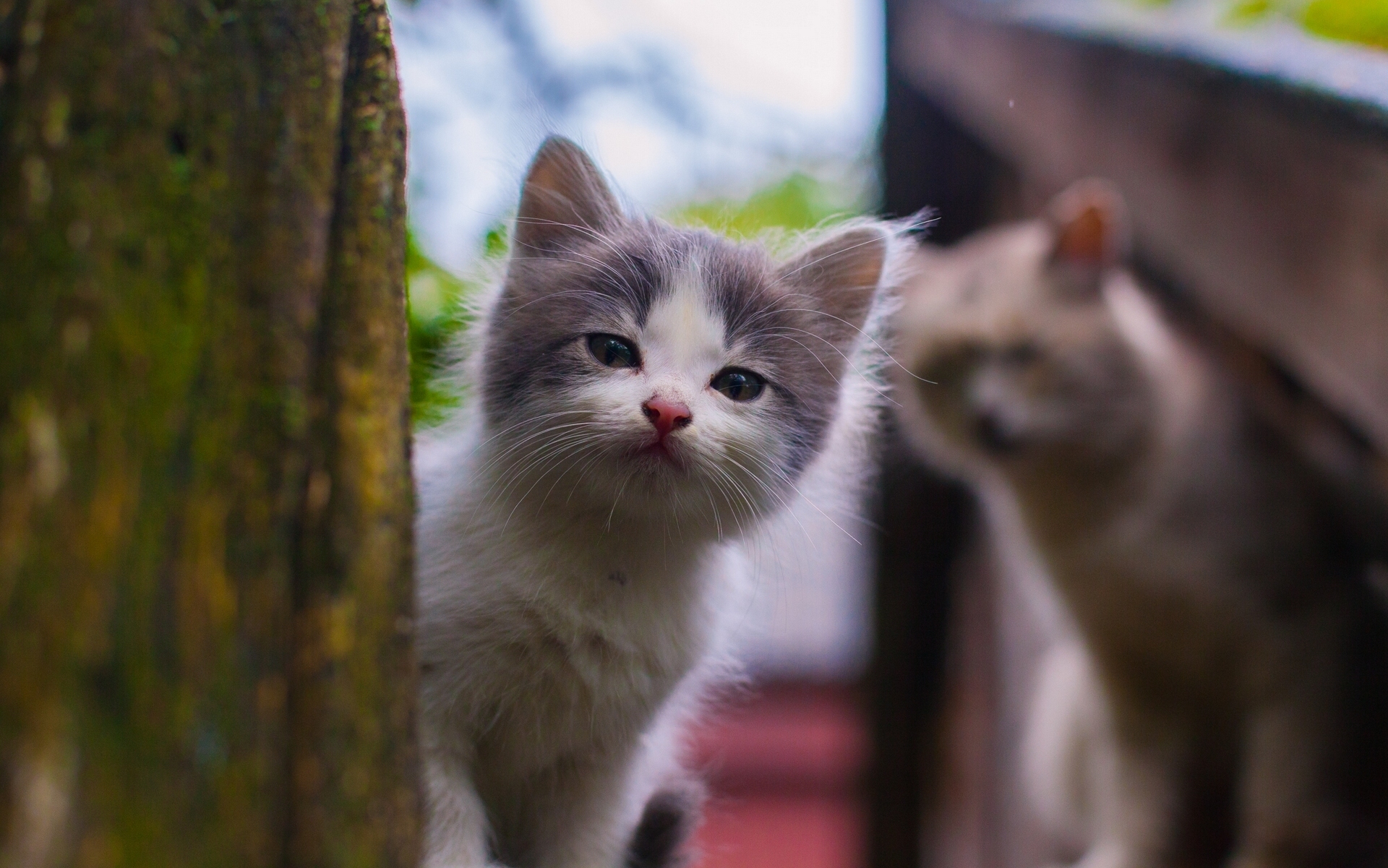 kitten, kitty, spotted, animals, spotty, sight, opinion, street