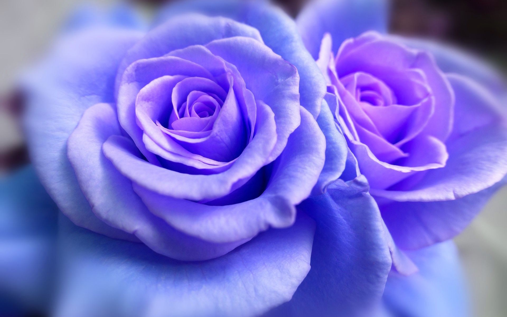 384069 baixar papel de parede terra/natureza, rosa, flor azul, rosa azul, flor, flores - protetores de tela e imagens gratuitamente