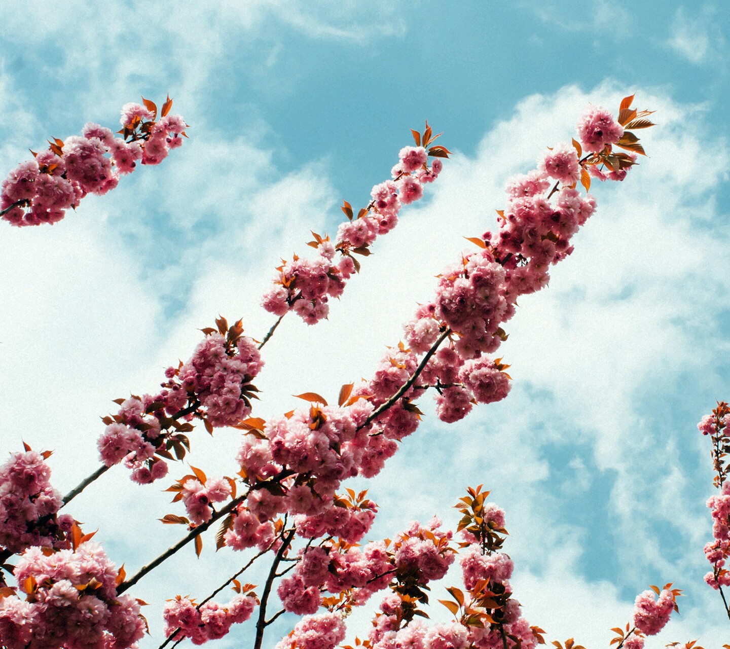 Free download wallpaper Flowers, Earth, Blossom on your PC desktop