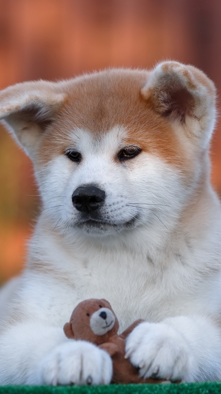 Download mobile wallpaper Dogs, Dog, Animal, Puppy, Akita, Baby Animal for free.