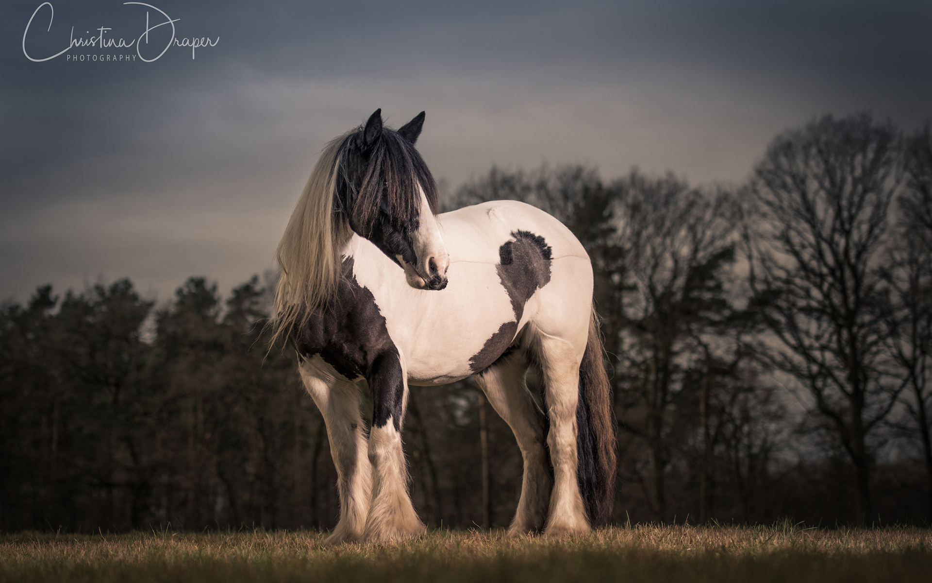 Free download wallpaper Animal, Horse on your PC desktop