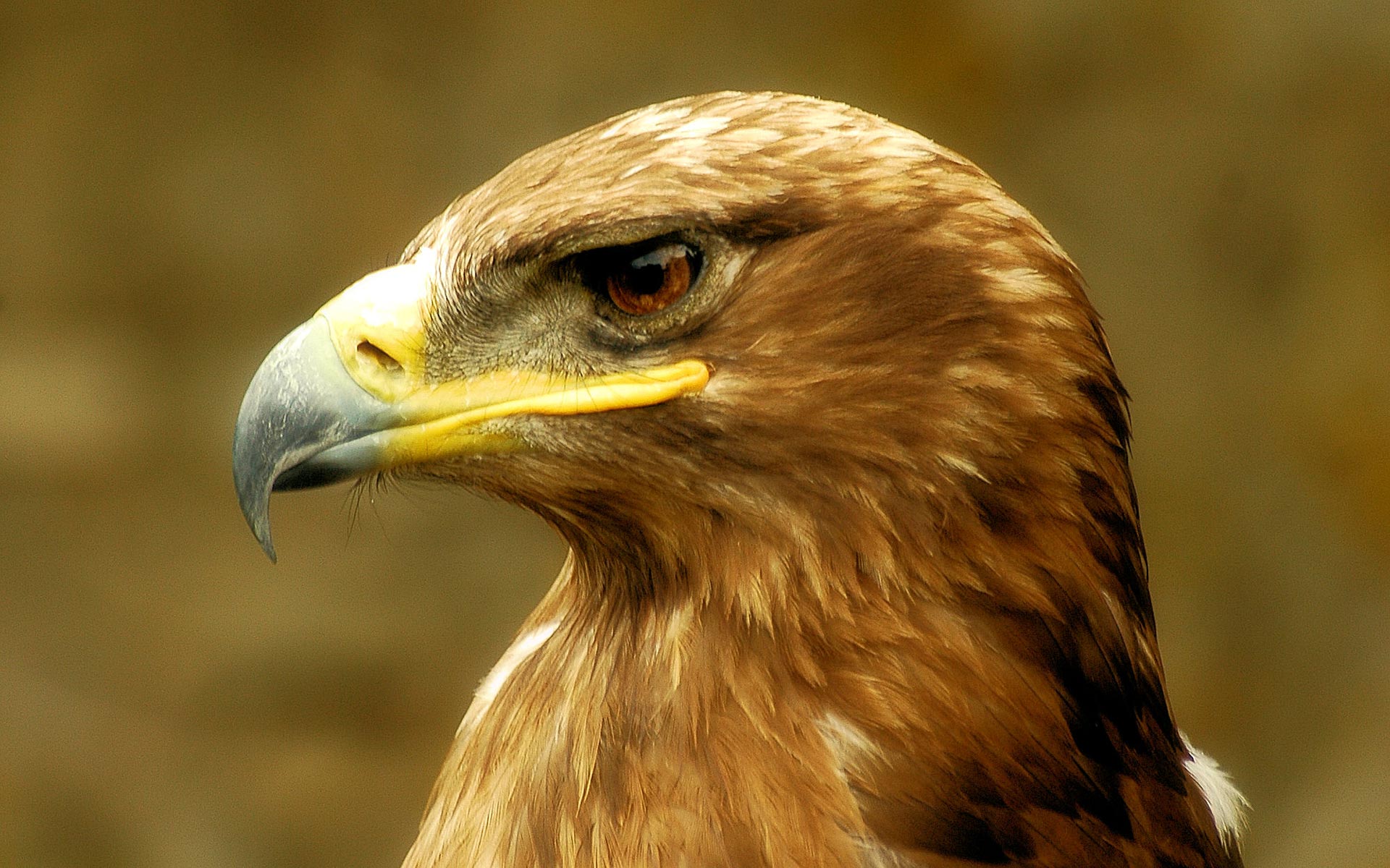 330738 descargar imagen animales, águila real, ave, águila, aves: fondos de pantalla y protectores de pantalla gratis
