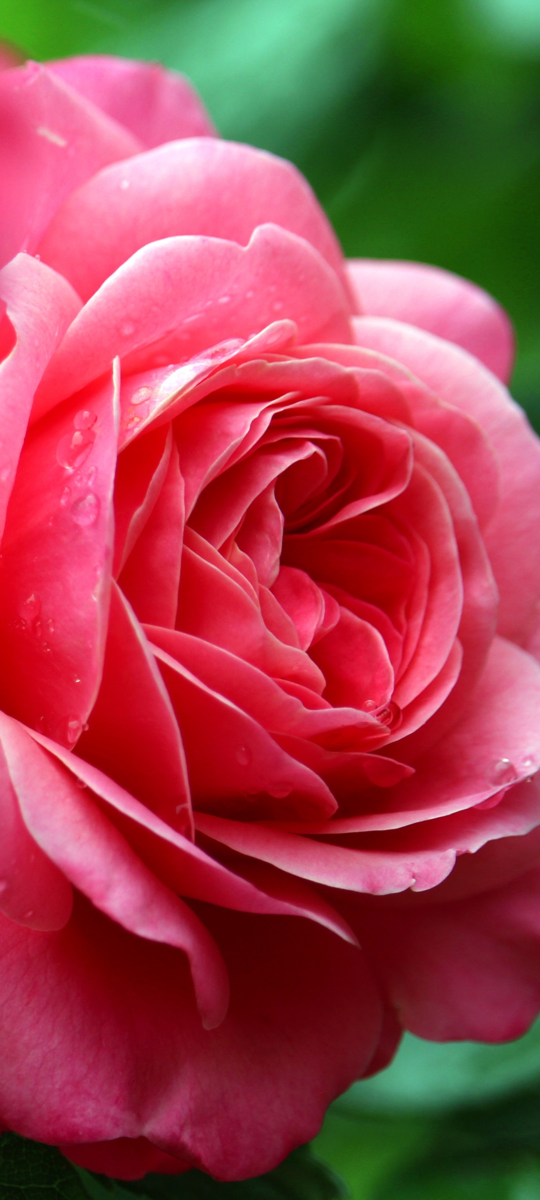 Скачати мобільні шпалери Квітка, Макрос, Роза, Земля, Рожева Троянда, Флауерзи безкоштовно.
