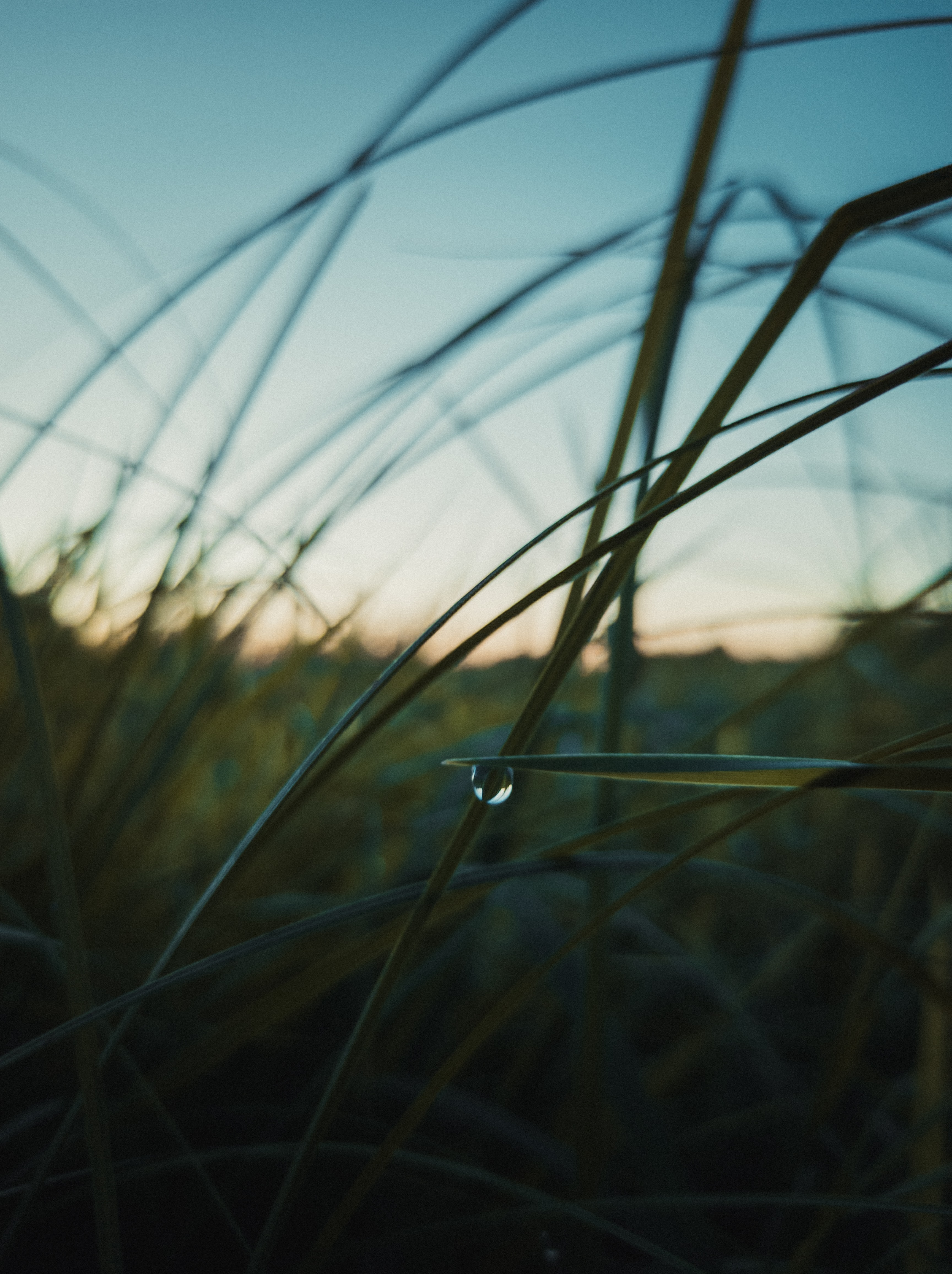 Download mobile wallpaper Grass, Macro, Evening, Plant, Drops for free.
