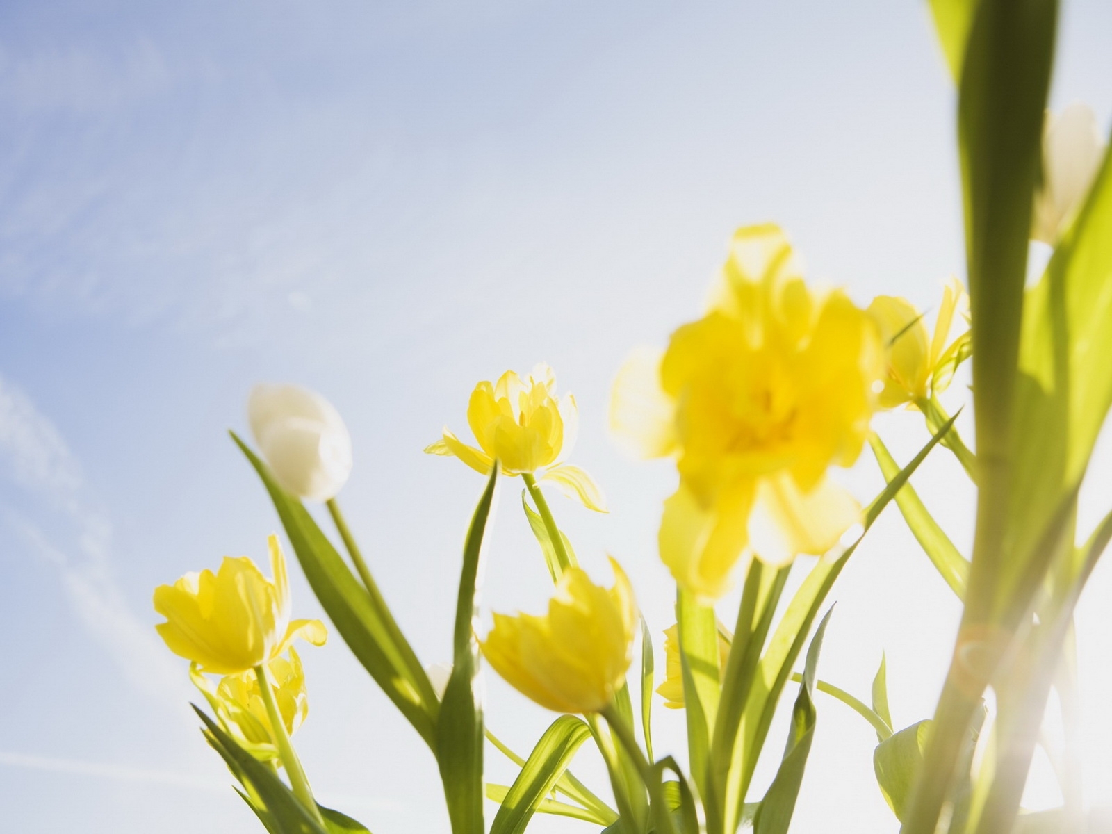 7992 baixar imagens plantas, flores, tulipas, céu azul - papéis de parede e protetores de tela gratuitamente