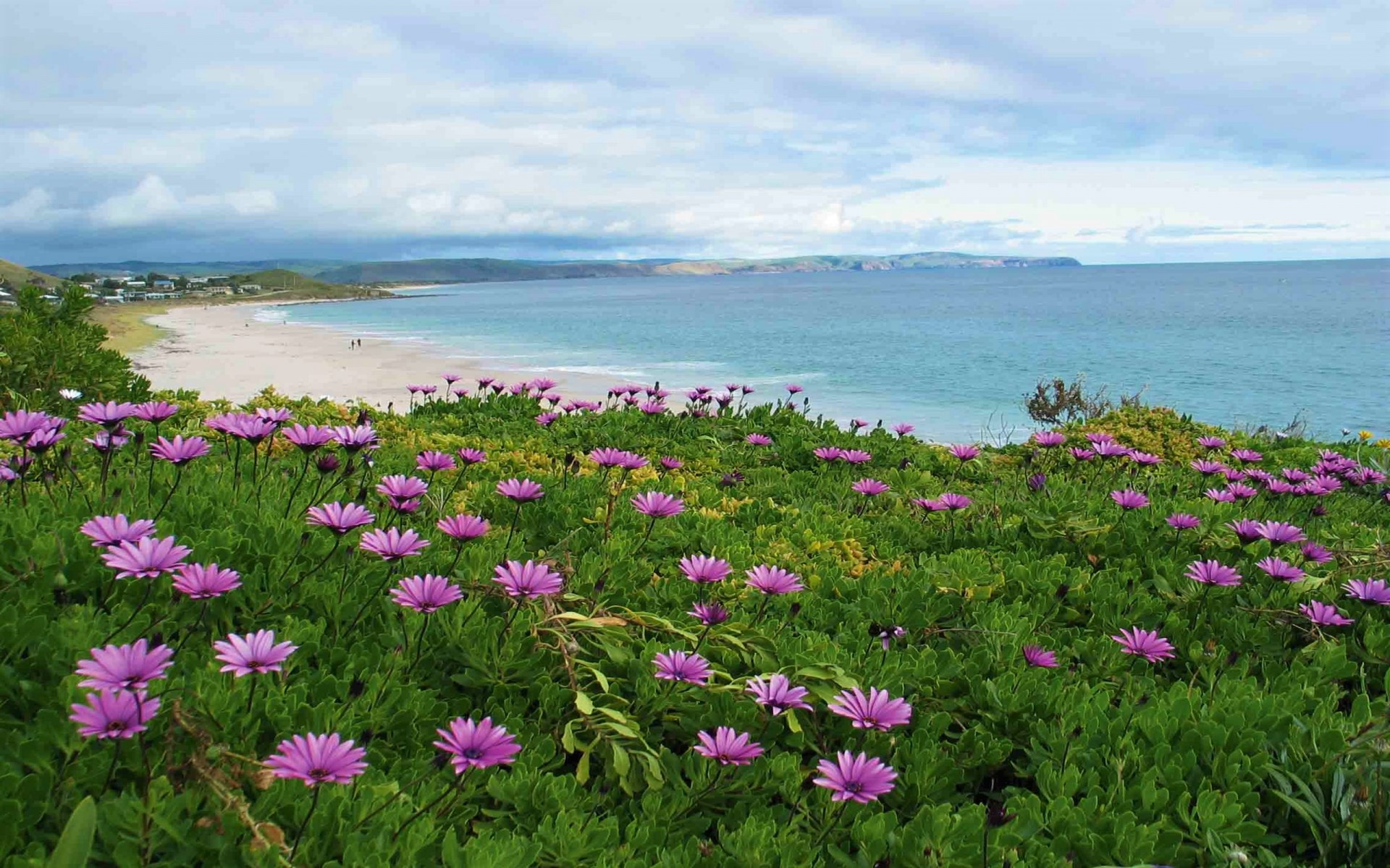 Download mobile wallpaper Sea, Beach, Flower, Ocean, Earth, Photography, Australia for free.