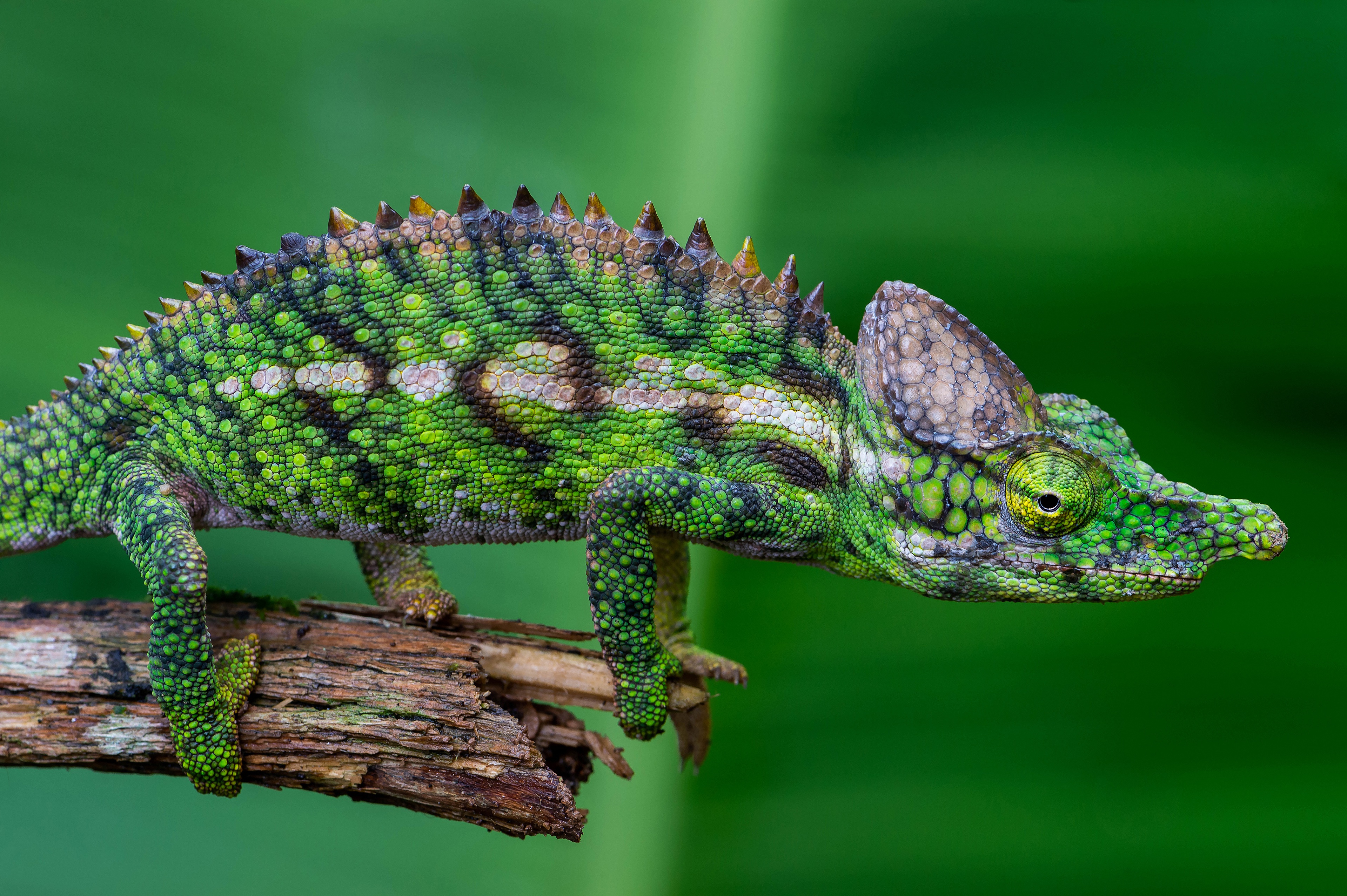 Download mobile wallpaper Animal, Reptile, Chameleon, Reptiles for free.