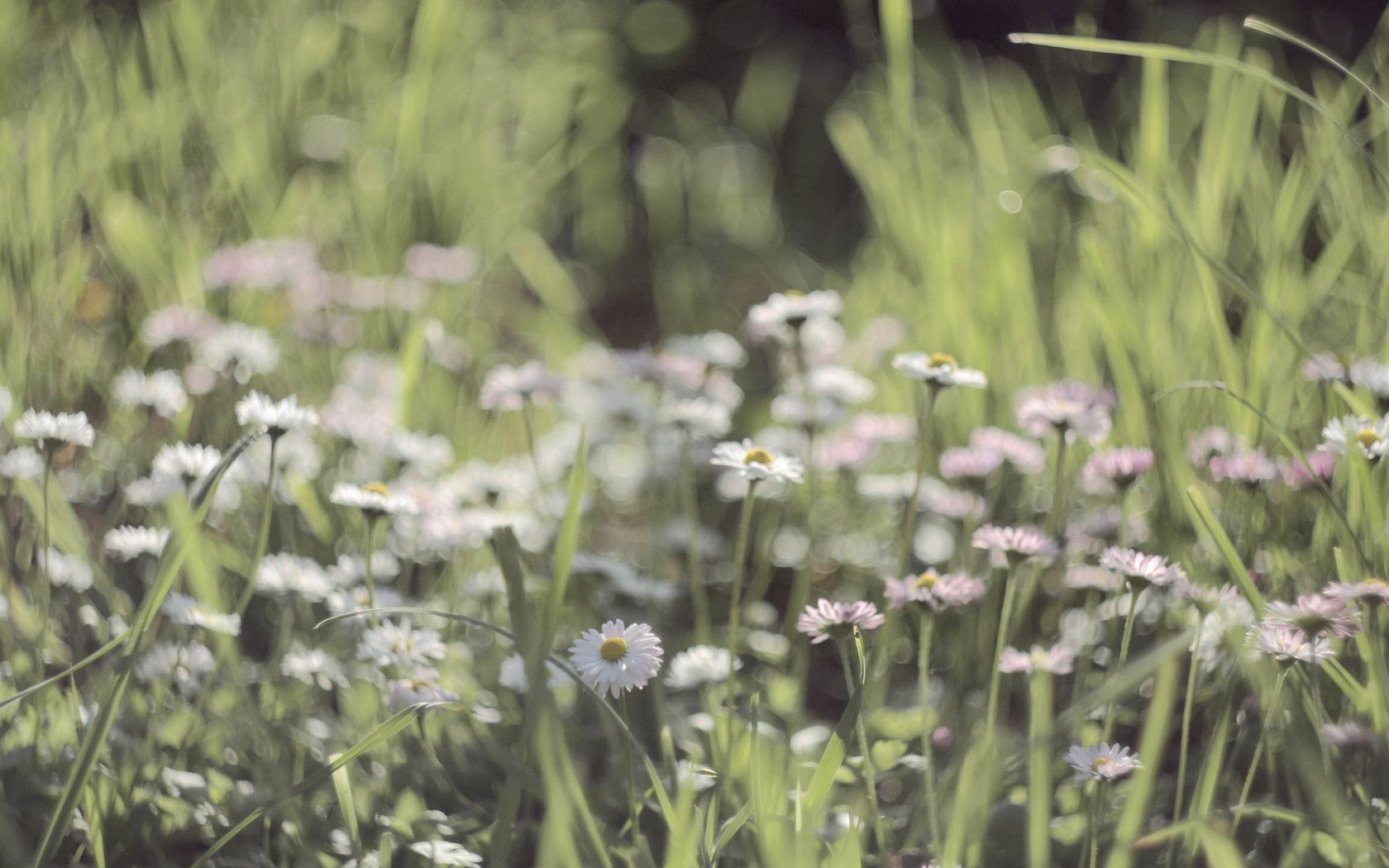 Laden Sie das Grass, Makro, Klein, Blumen, Feld-Bild kostenlos auf Ihren PC-Desktop herunter