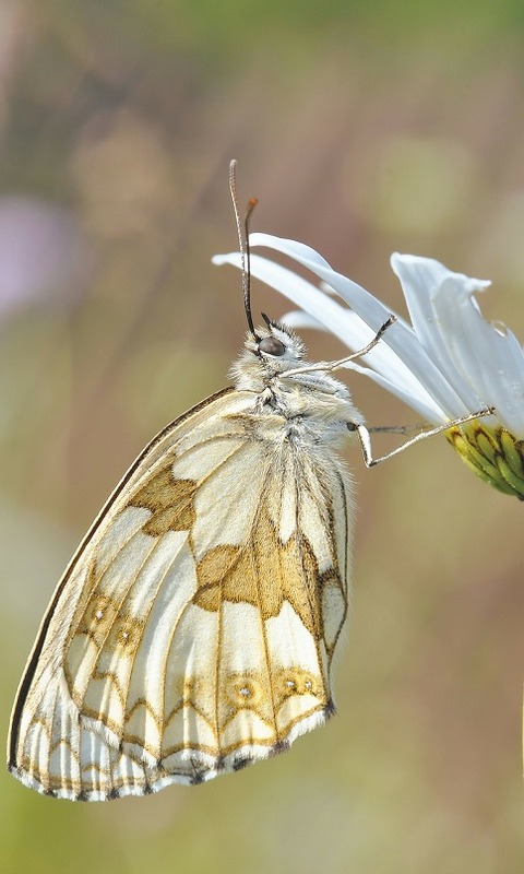 Download mobile wallpaper Insect, Butterfly, Animal for free.