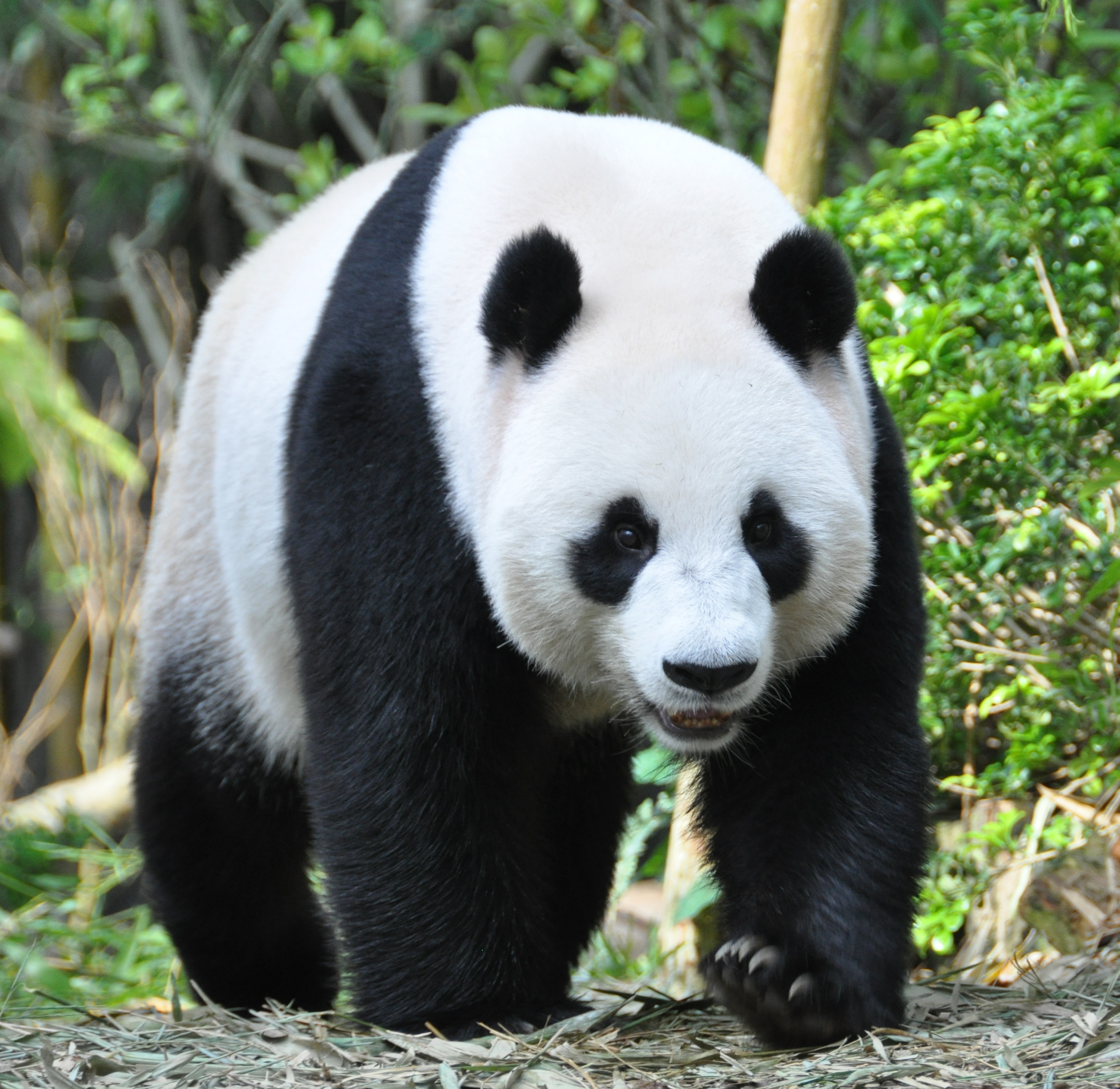 125955 скачать картинку панда, морда, животные, животное, когти - обои и заставки бесплатно