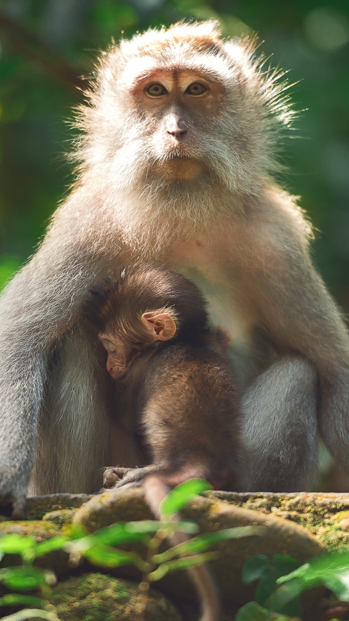 無料モバイル壁紙動物, サル, 猿, 霊長類, 赤ちゃん動物をダウンロードします。