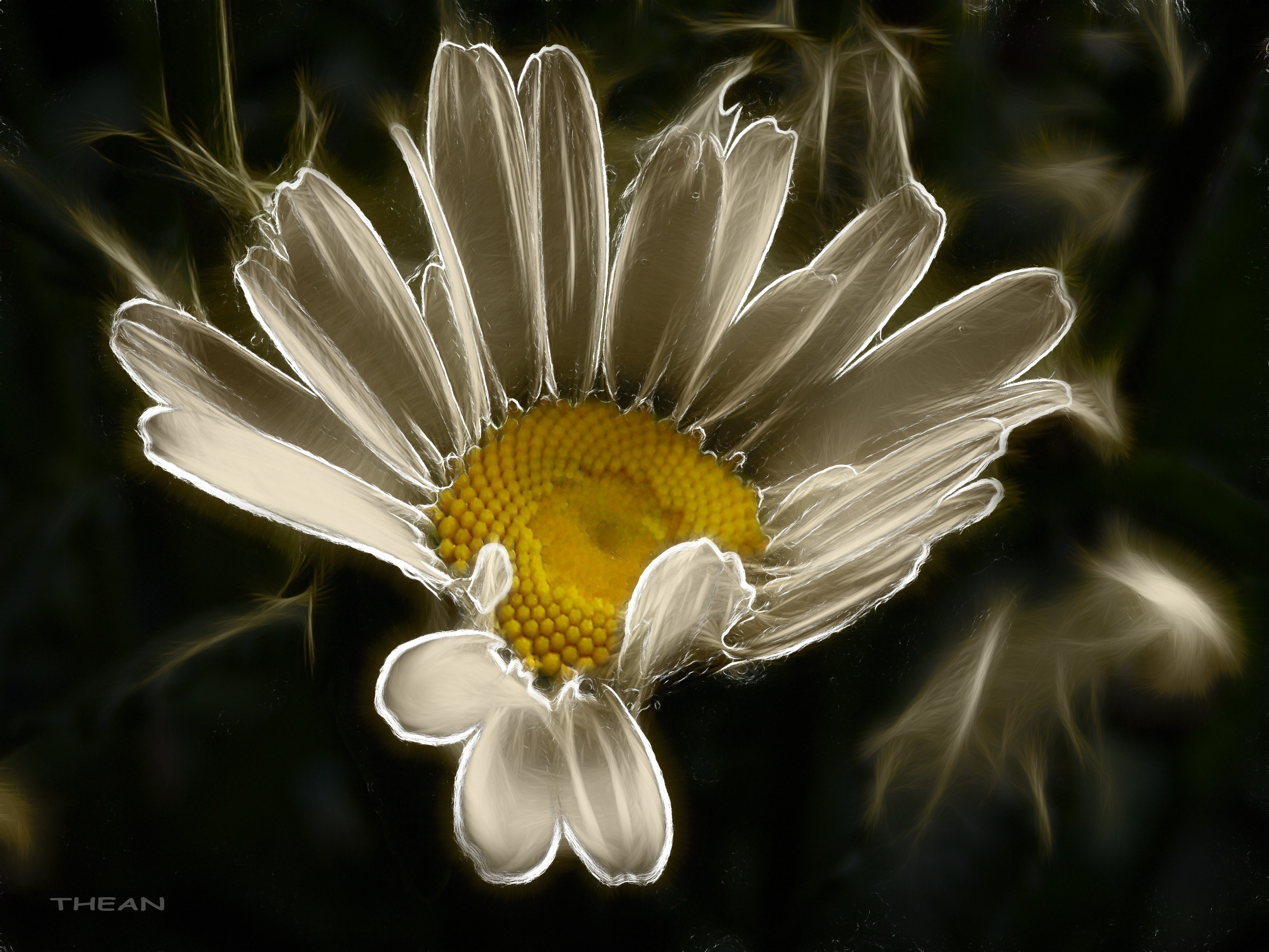 Download mobile wallpaper Flowers, Flower, Artistic, Daisy, White Flower, Cgi for free.