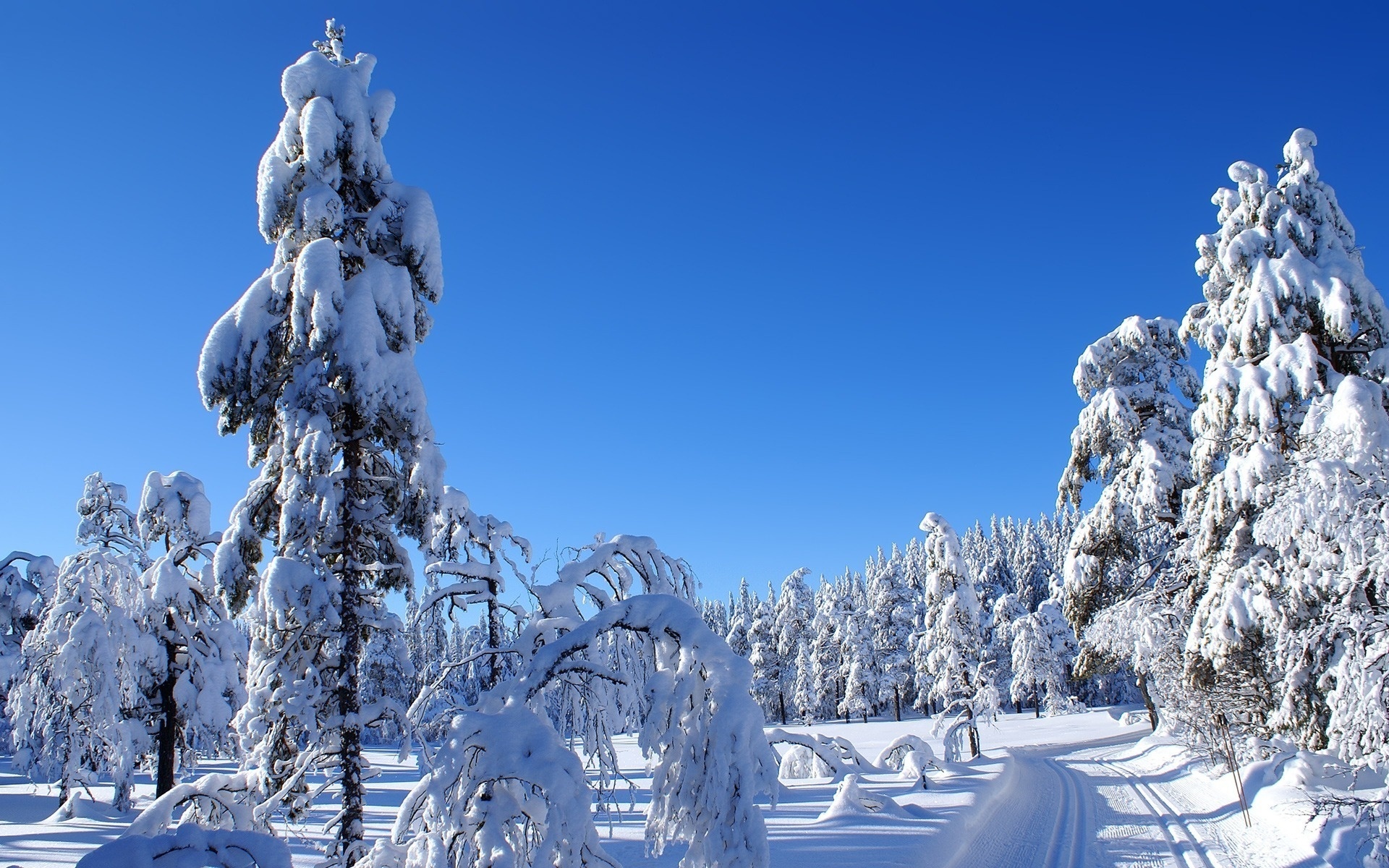 Descarga gratis la imagen Invierno, Nieve, Camino, Bosque, Árbol, Carretera, Tierra/naturaleza en el escritorio de tu PC