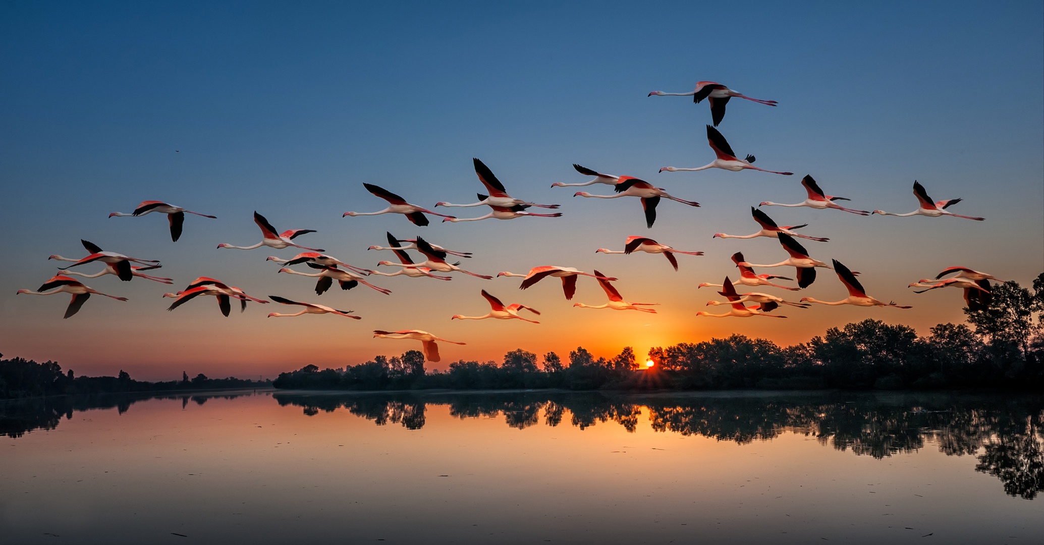 flamingo, animal, bird, flock of birds, lake, sunset, birds