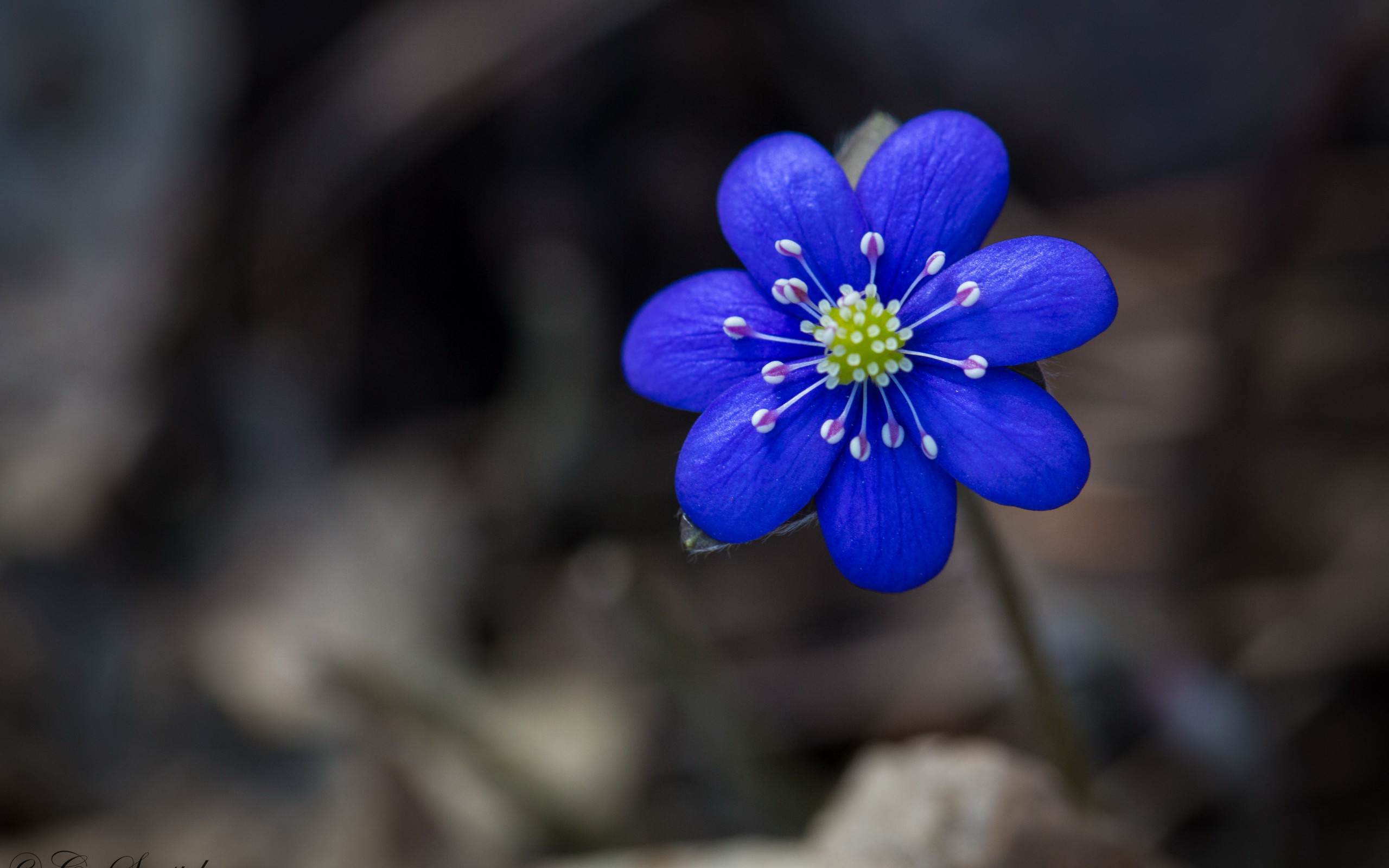 Handy-Wallpaper Blumen, Blume, Erde/natur kostenlos herunterladen.