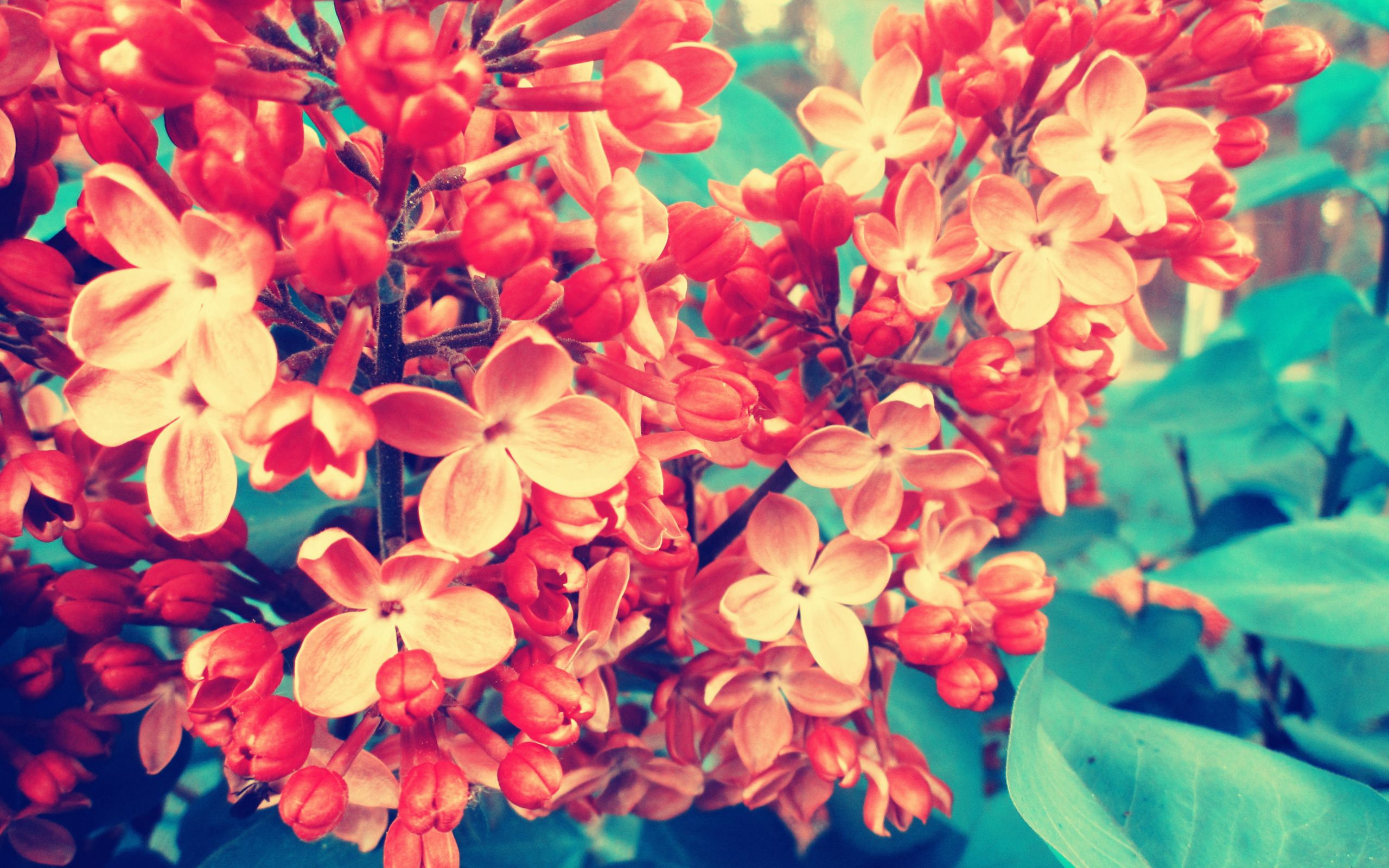 Free download wallpaper Flowers, Lilac, Macro, Branch on your PC desktop
