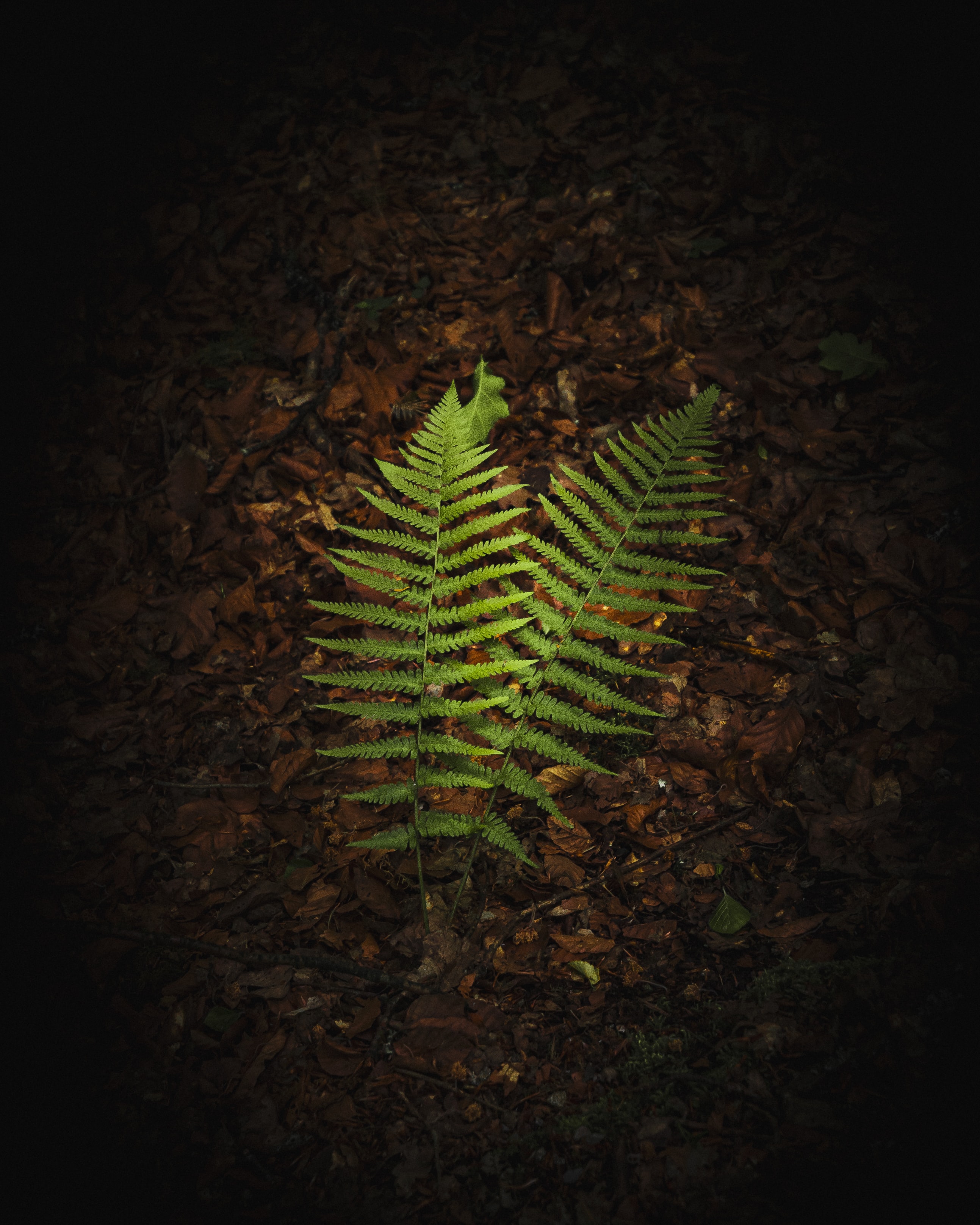 Free download wallpaper Nature, Macro, Branches, Leaves, Fern on your PC desktop