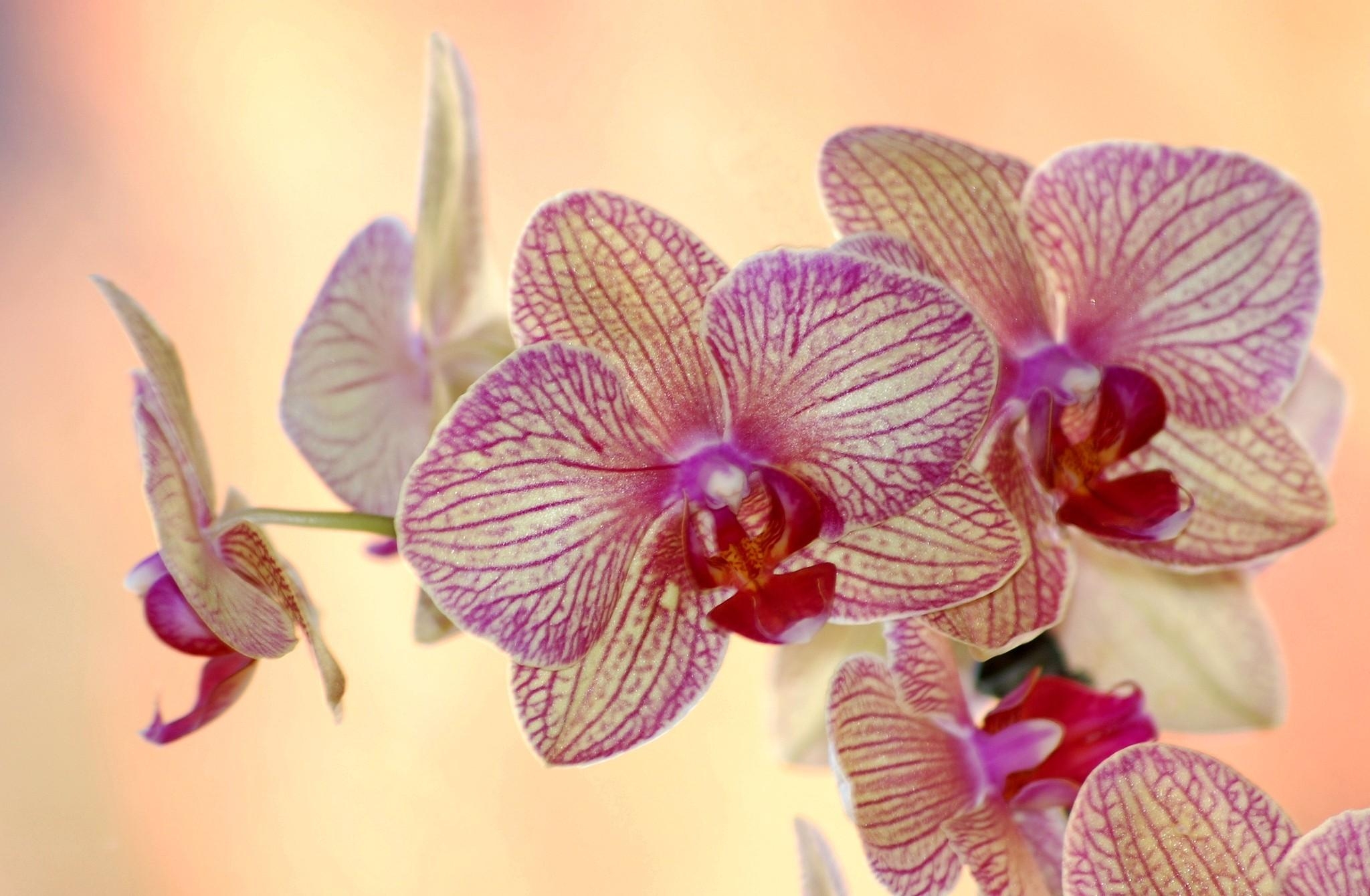 59454 Bild herunterladen blumen, blume, gestreift, orchidee, orchid, exotisch, exoten - Hintergrundbilder und Bildschirmschoner kostenlos