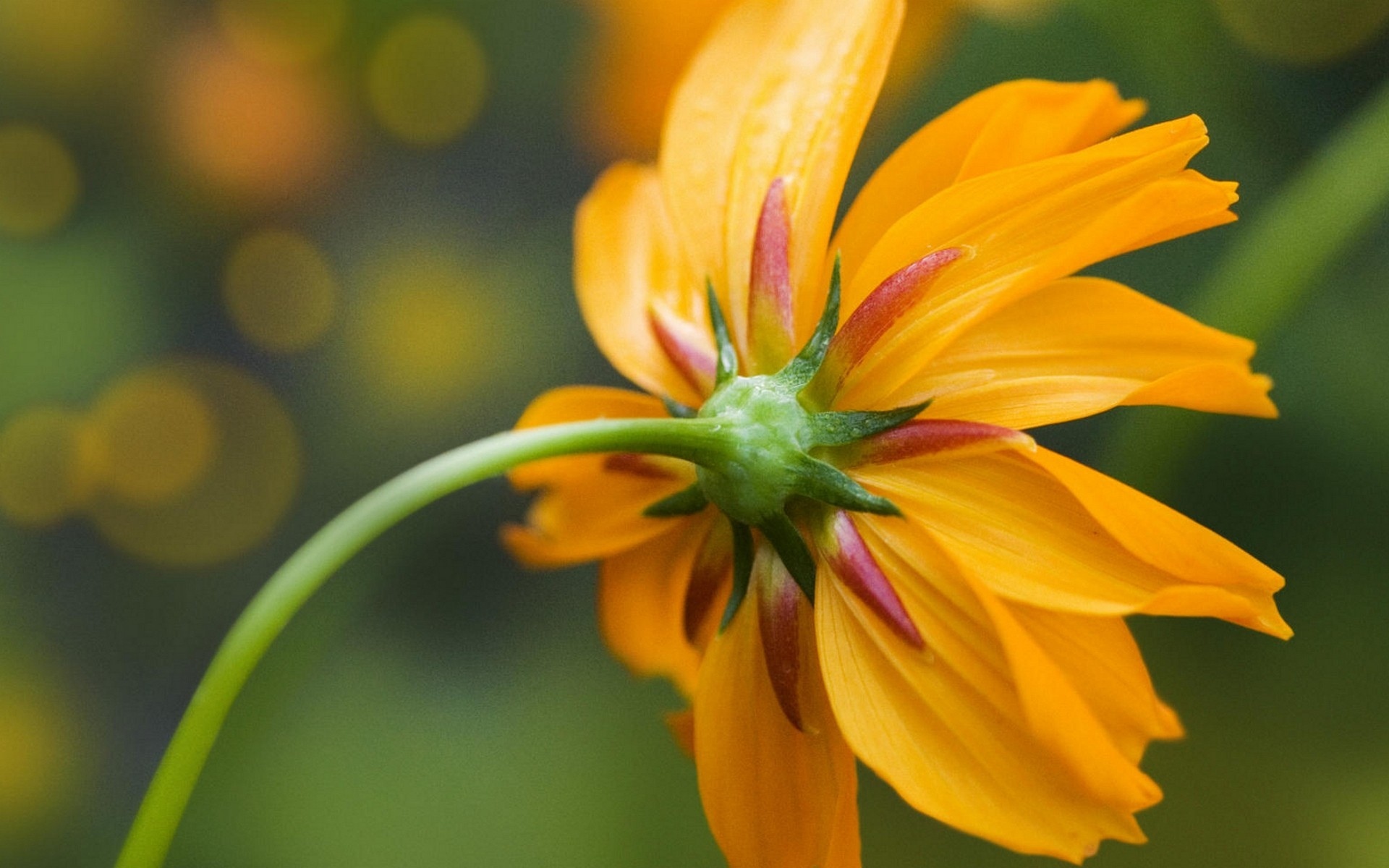 Téléchargez gratuitement l'image Fleurs, Fleur, Terre/nature sur le bureau de votre PC