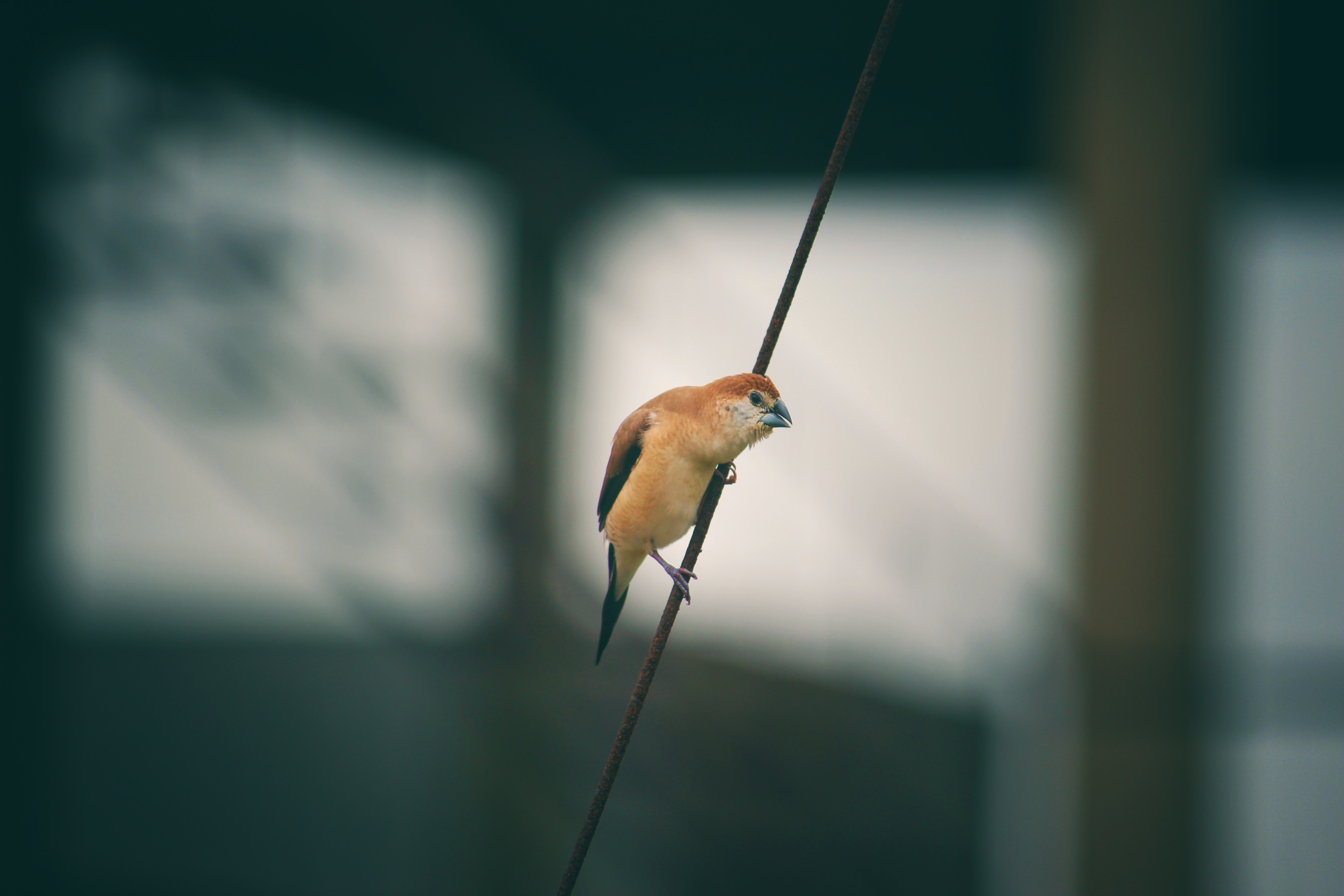 animals, bird, blur, smooth, small, wire