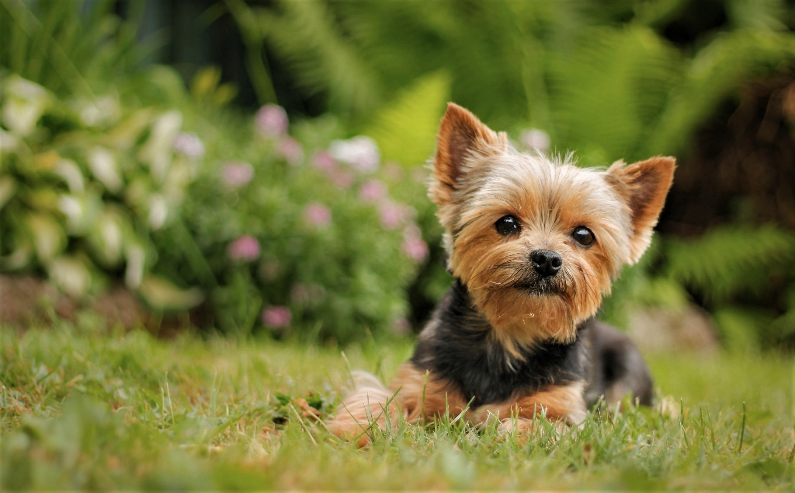 428085 descargar fondo de pantalla animales, yorkshire terrier, lindo, perro, hierba, perros: protectores de pantalla e imágenes gratis