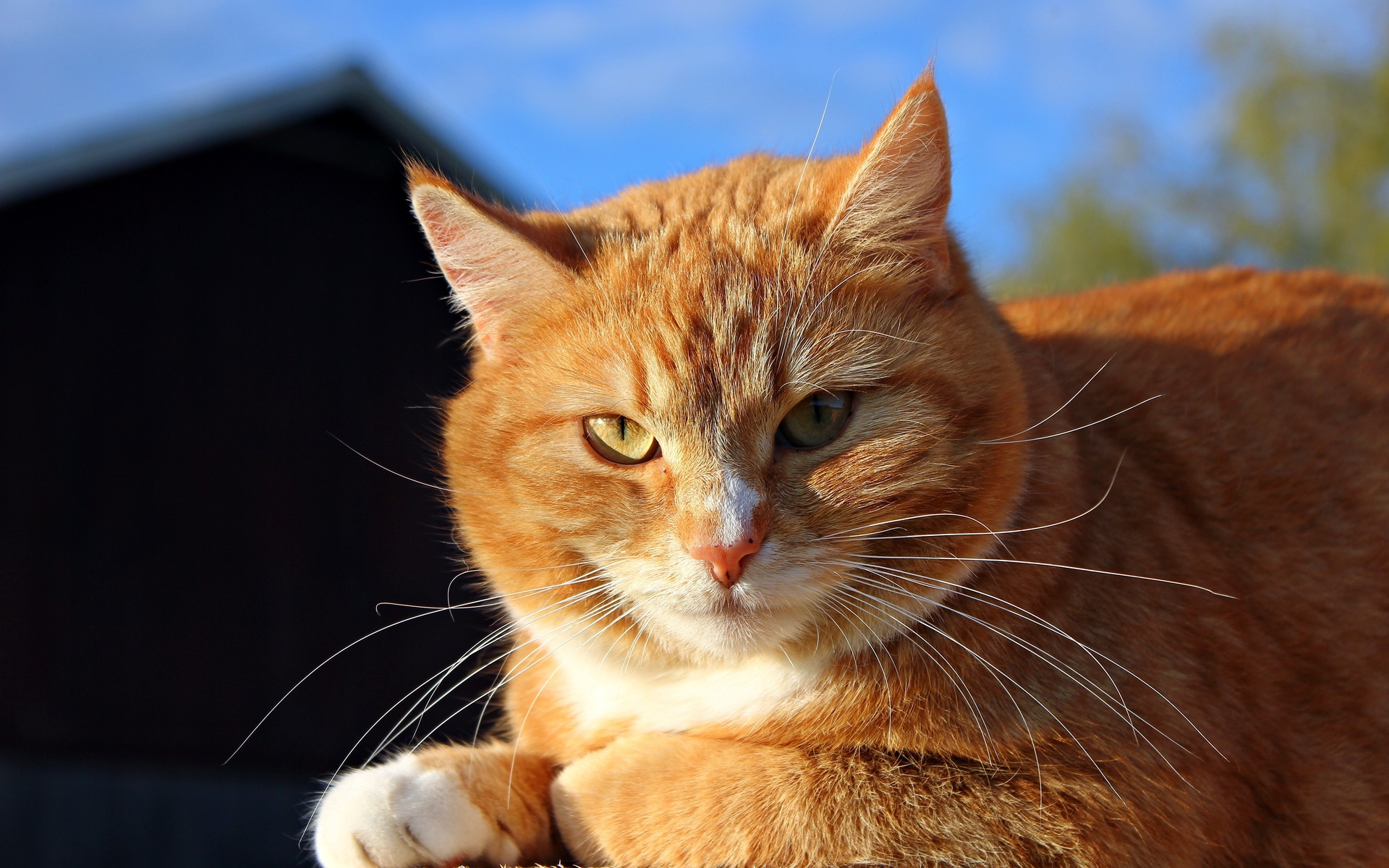 Handy-Wallpaper Tiere, Katze kostenlos herunterladen.