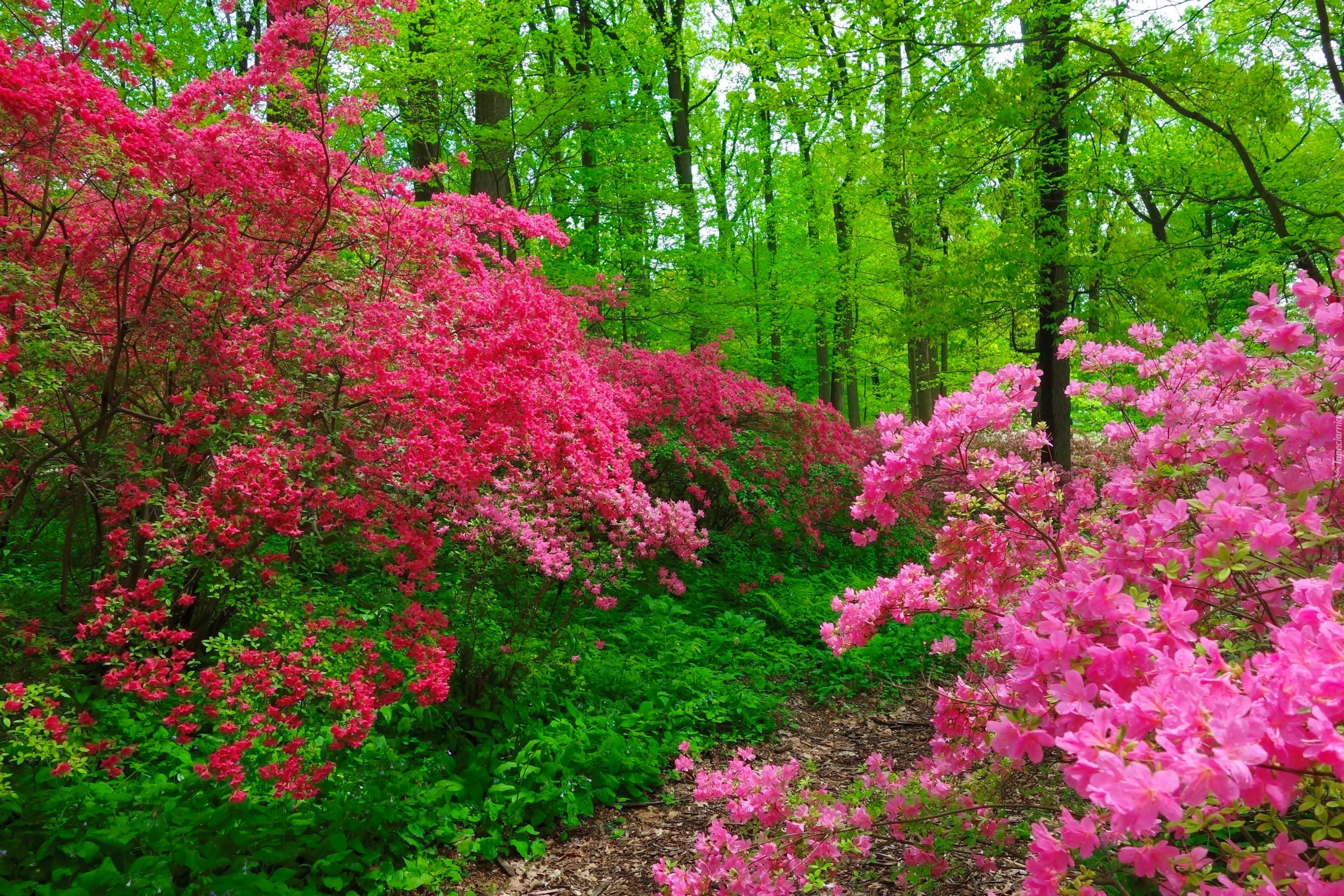 844561画像をダウンロード地球, 春, 花, ブッシュ, 森, ピンクの花-壁紙とスクリーンセーバーを無料で