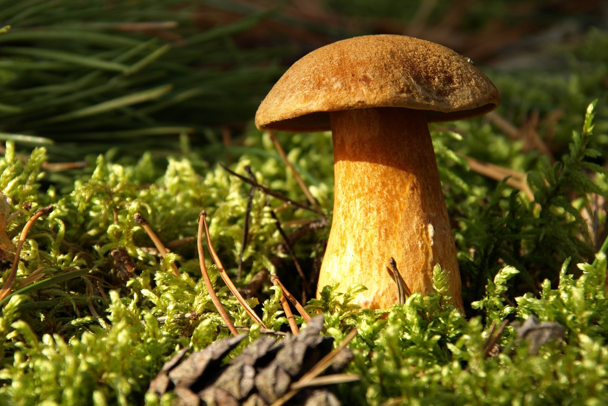 Téléchargez des papiers peints mobile Champignon, Terre/nature gratuitement.