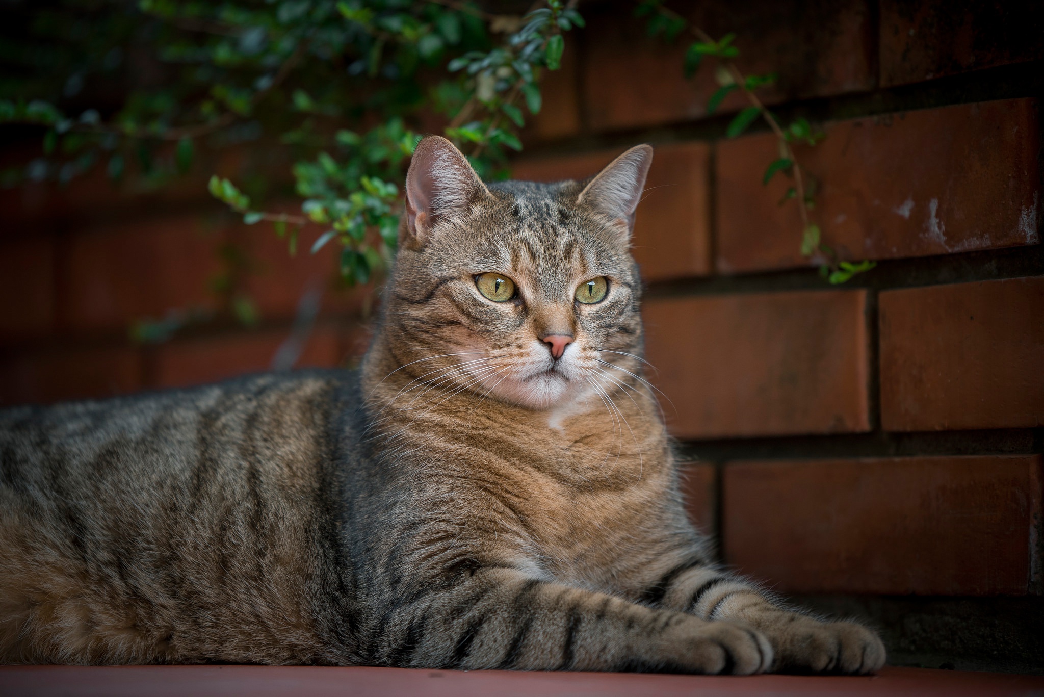 Descarga gratuita de fondo de pantalla para móvil de Gato, Gatos, Animales.