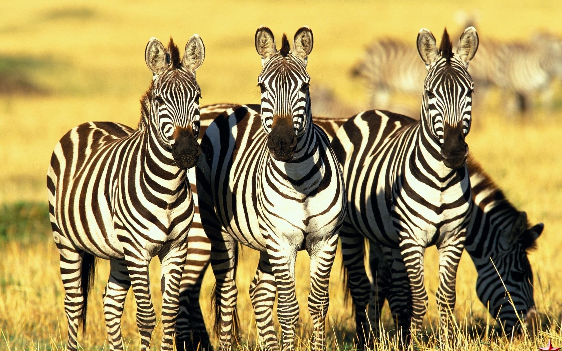229272 Bild herunterladen tiere, zebra - Hintergrundbilder und Bildschirmschoner kostenlos
