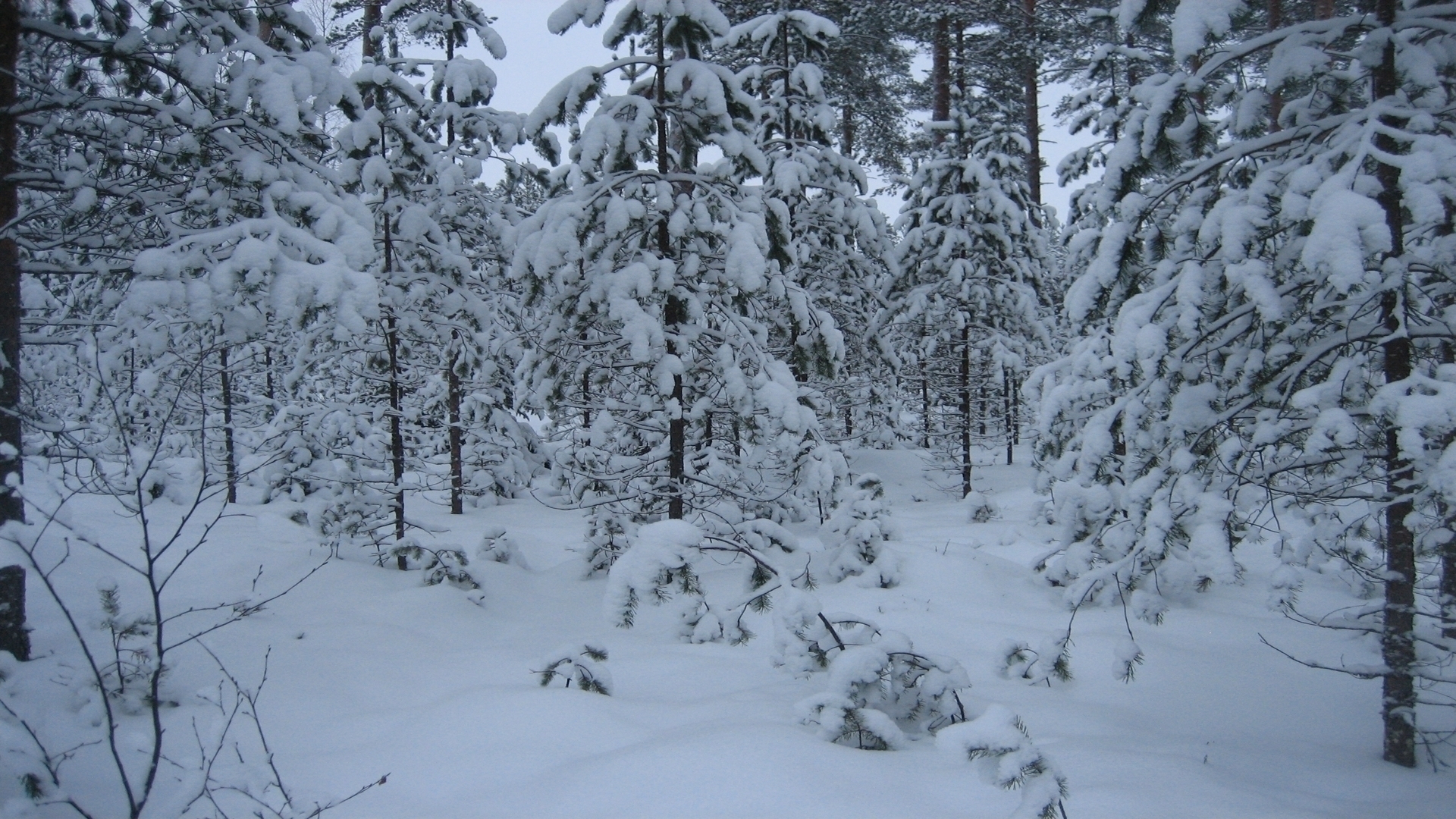 Baixar papel de parede para celular de Inverno, Neve, Floresta, Árvore, Terra/natureza gratuito.