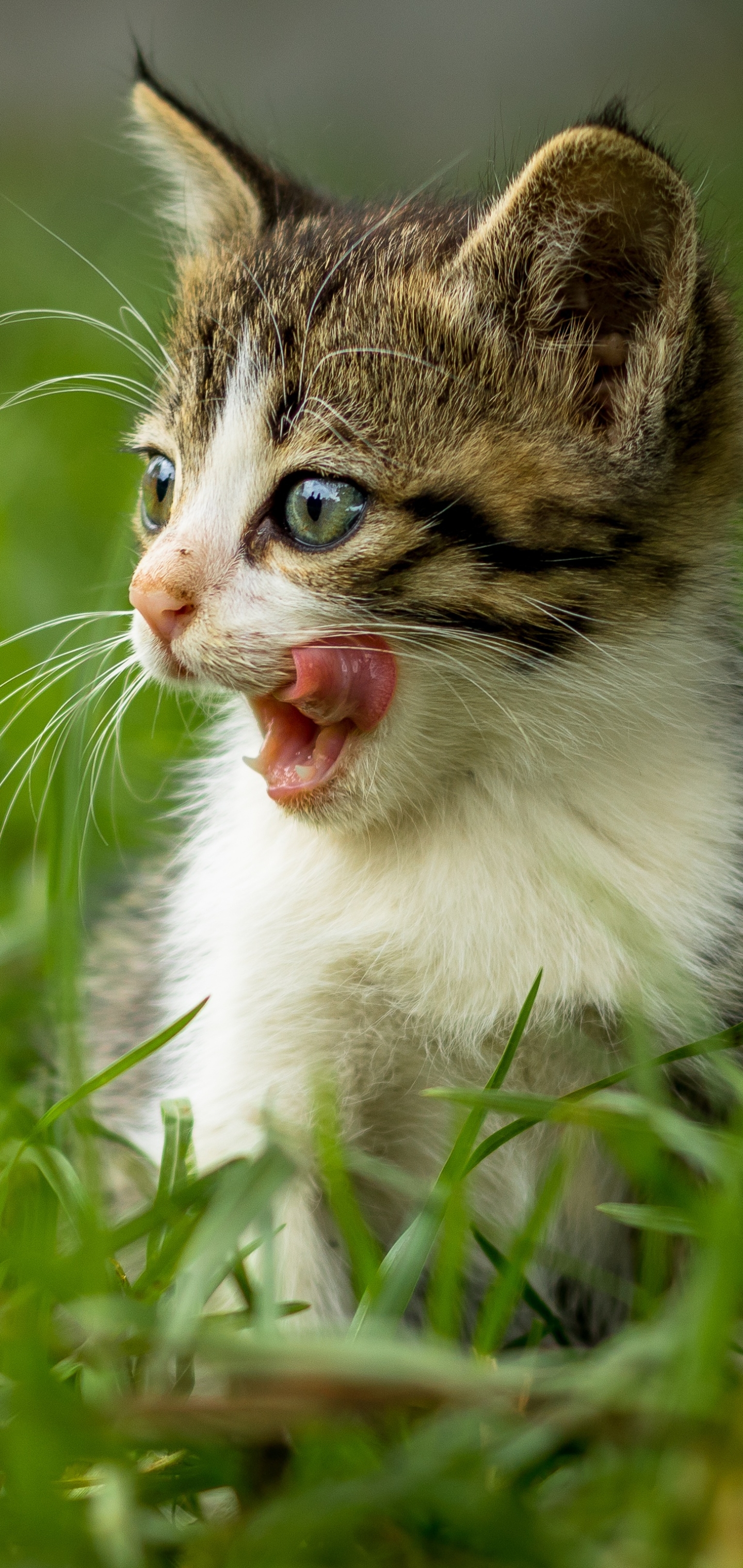 PCデスクトップに動物, 草, ネコ, 猫, 子猫, 赤ちゃん動物画像を無料でダウンロード