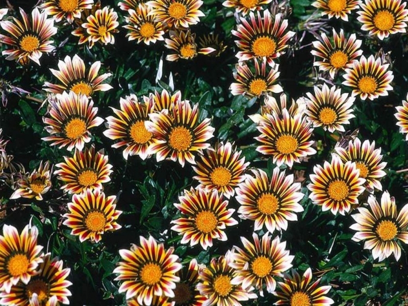 Handy-Wallpaper Blumen, Pflanzen kostenlos herunterladen.