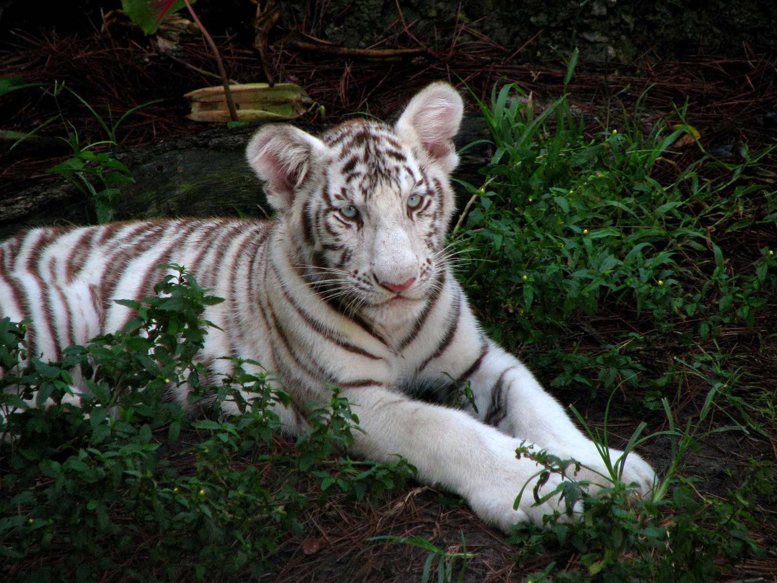 Free download wallpaper Grass, Sit, Young, Striped, Tiger, Joey, Albino, Animals, Big Cat on your PC desktop