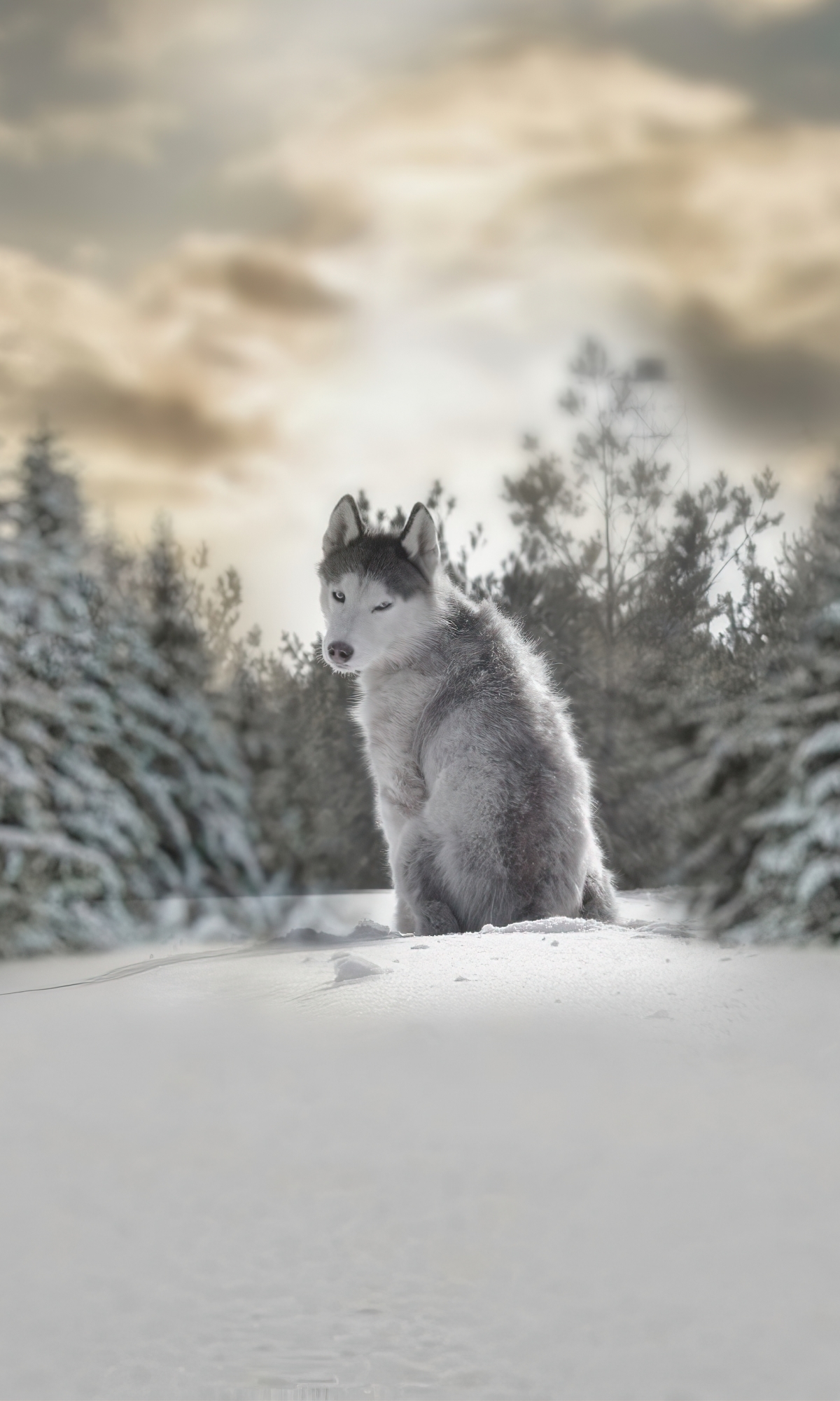 Download mobile wallpaper Winter, Dogs, Animal, Husky, Depth Of Field for free.