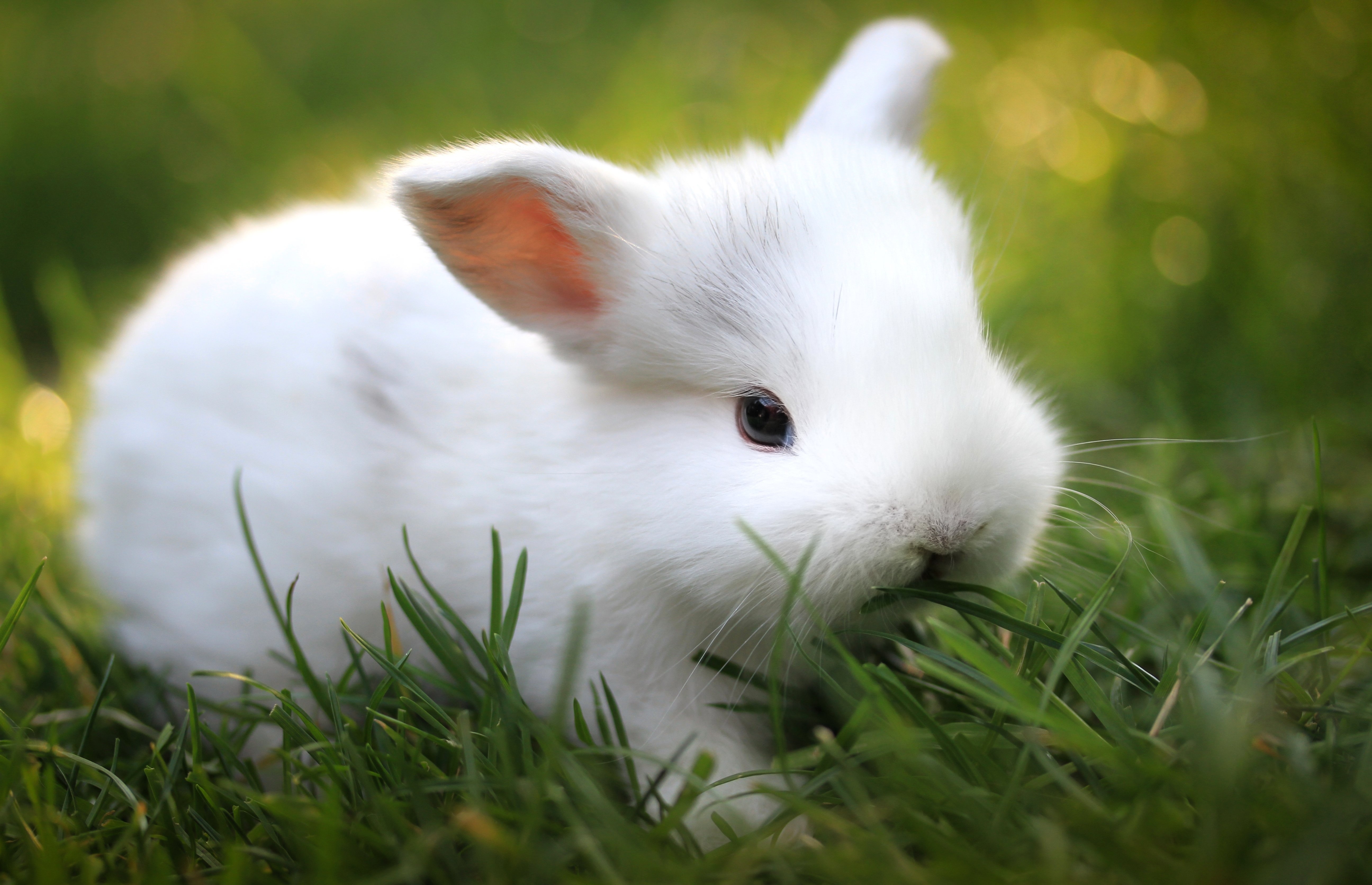 rabbit, animals, food, grass, nice, sweetheart Full HD