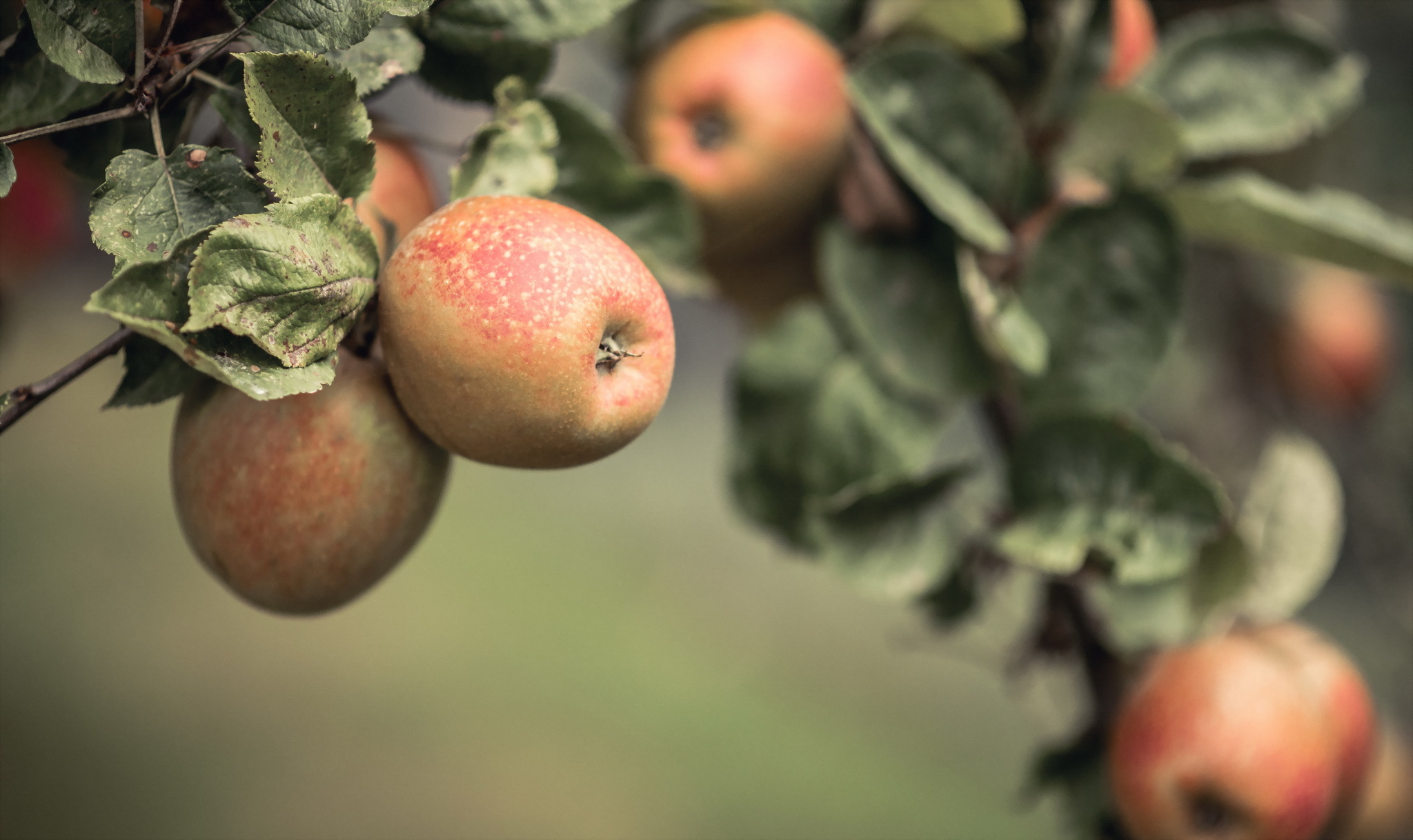 Laden Sie das Apfel, Nahrungsmittel, Früchte-Bild kostenlos auf Ihren PC-Desktop herunter