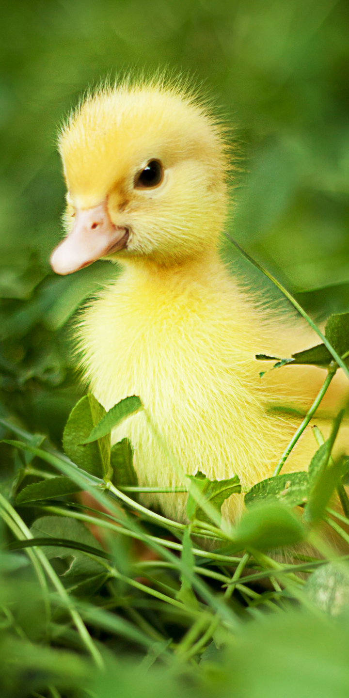 Download mobile wallpaper Birds, Animal, Duck for free.