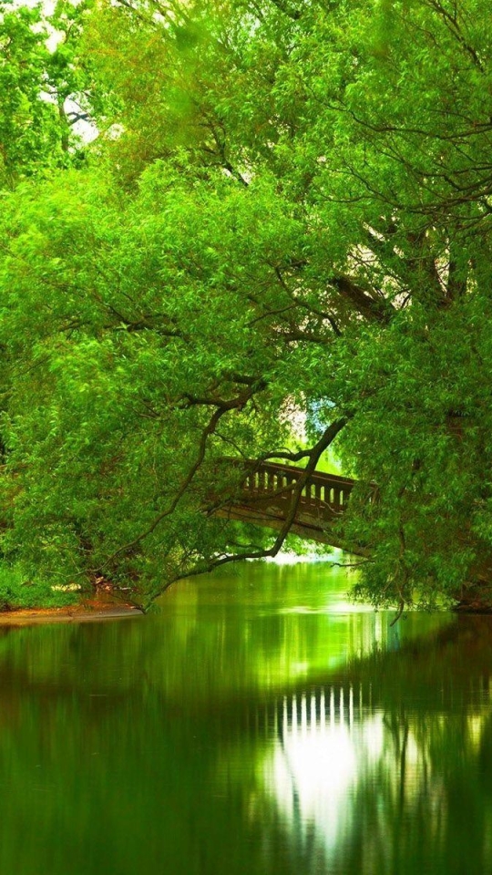Скачать картинку Мосты, Лес, Дерево, Мост, Зеленый, Пруд, Сделано Человеком в телефон бесплатно.