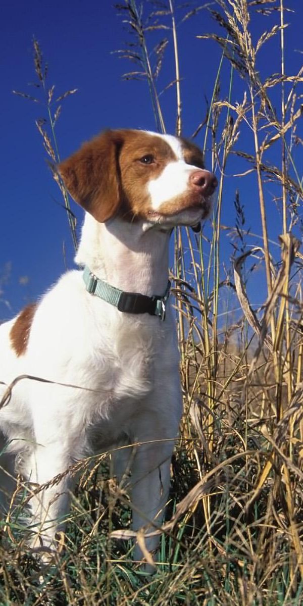 Free Brittany Spaniel 4K Wallpapers & Desktop HD Backgrounds for PC