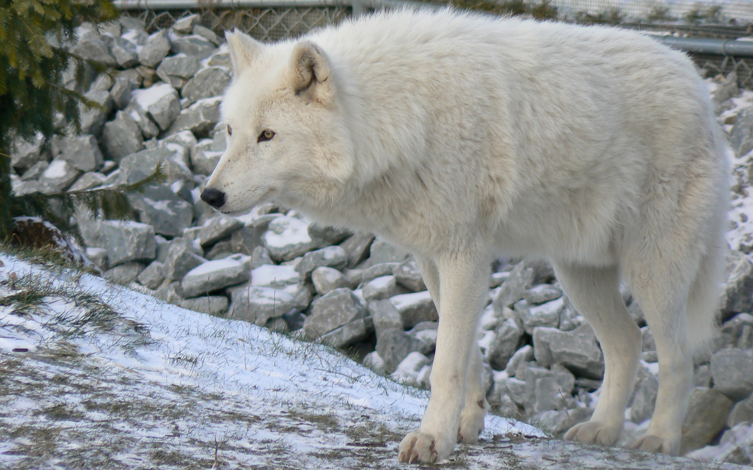 Téléchargez des papiers peints mobile Wolves, Loup, Animaux gratuitement.