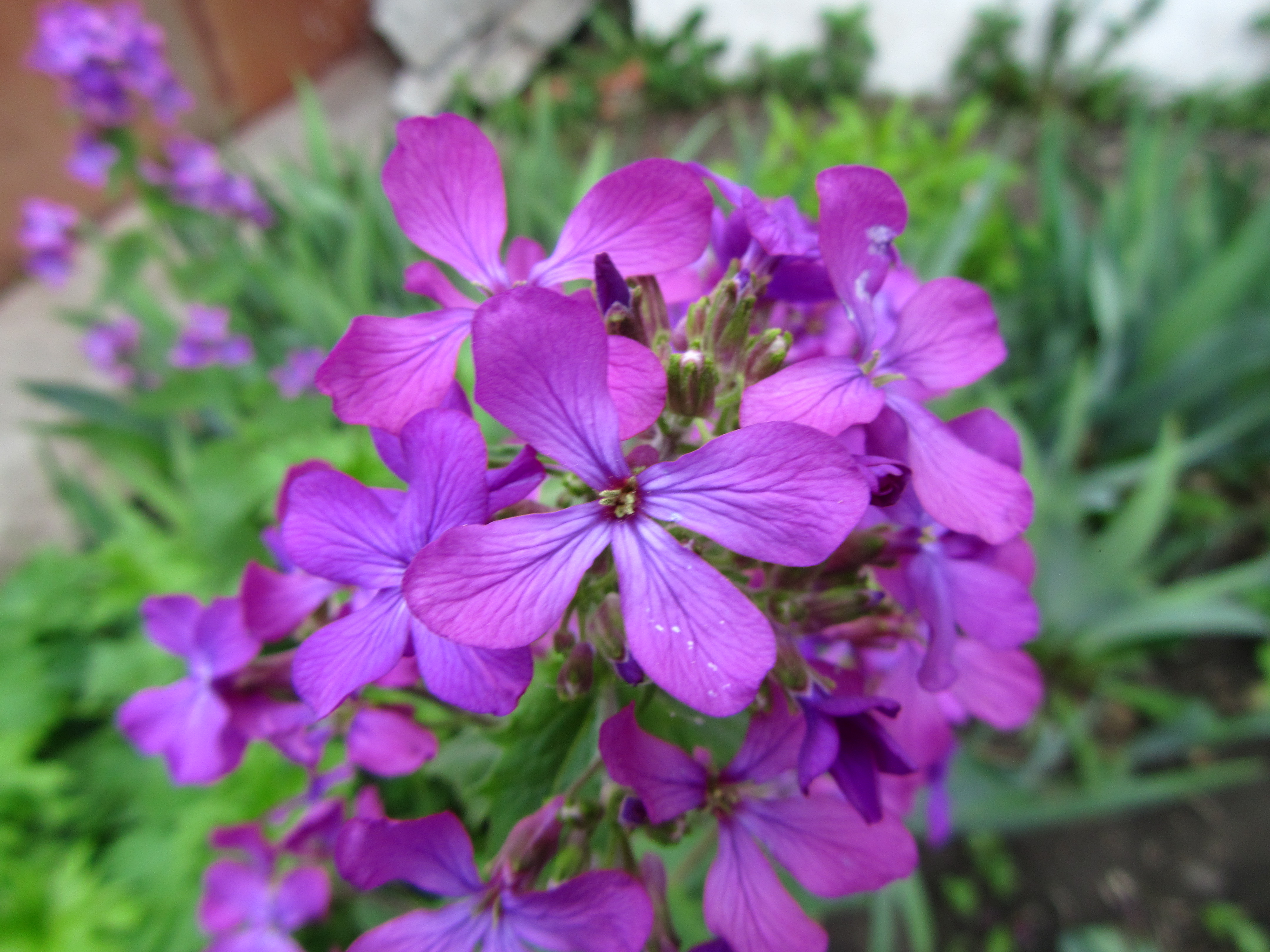 Téléchargez gratuitement l'image Fleur, Terre/nature sur le bureau de votre PC