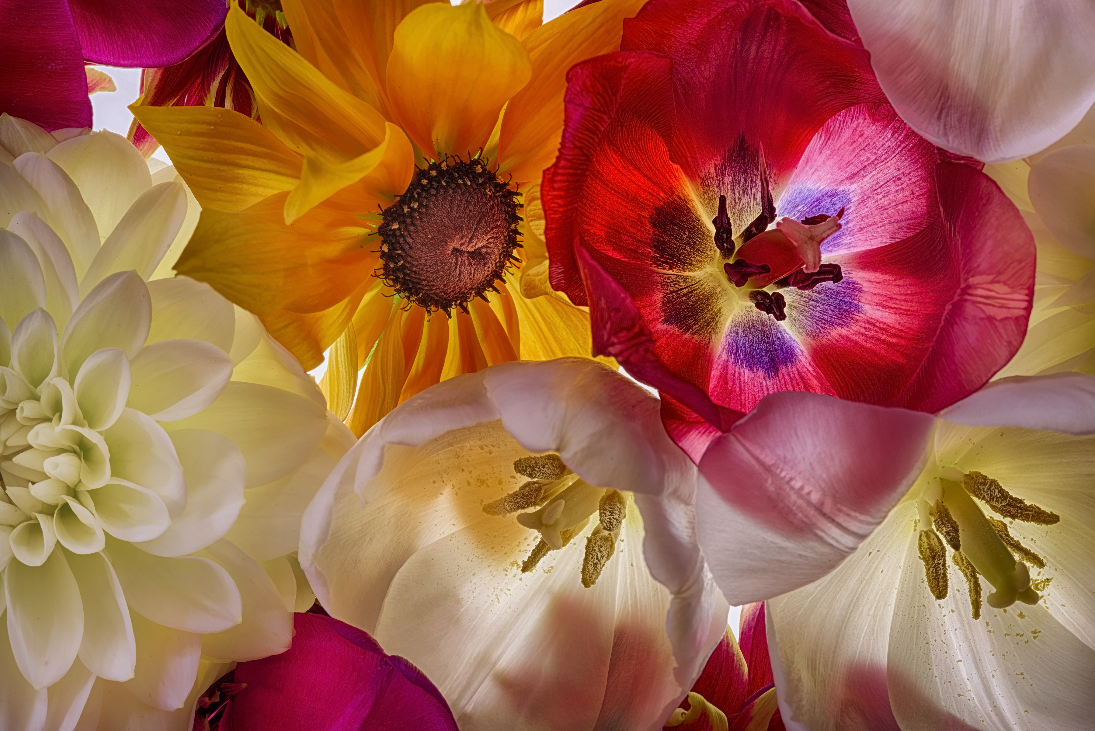 Free download wallpaper Flowers, Flower, Light, Earth, Colors, Colorful, Yellow Flower, White Flower, Red Flower on your PC desktop