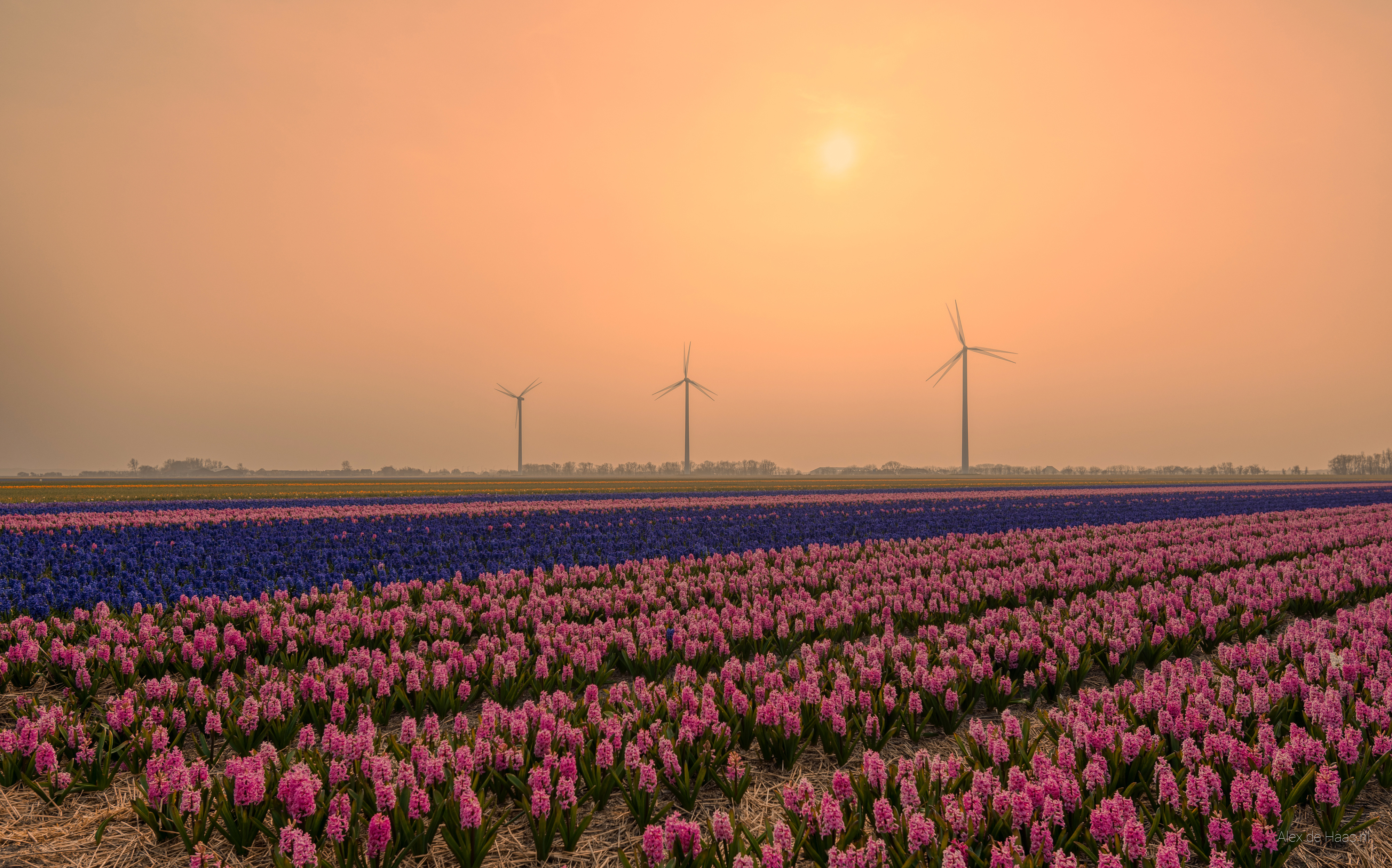 Free download wallpaper Hyacinth, Flower, Field, Netherlands, Wind Turbine, Man Made on your PC desktop