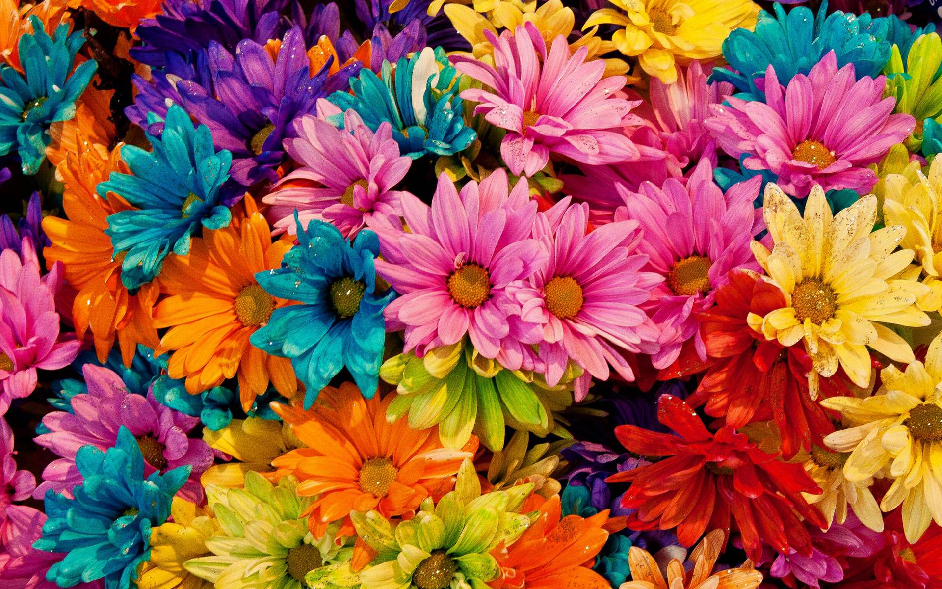 Handy-Wallpaper Blumen, Blume, Farben, Bunt, Gänseblümchen, Erde/natur kostenlos herunterladen.