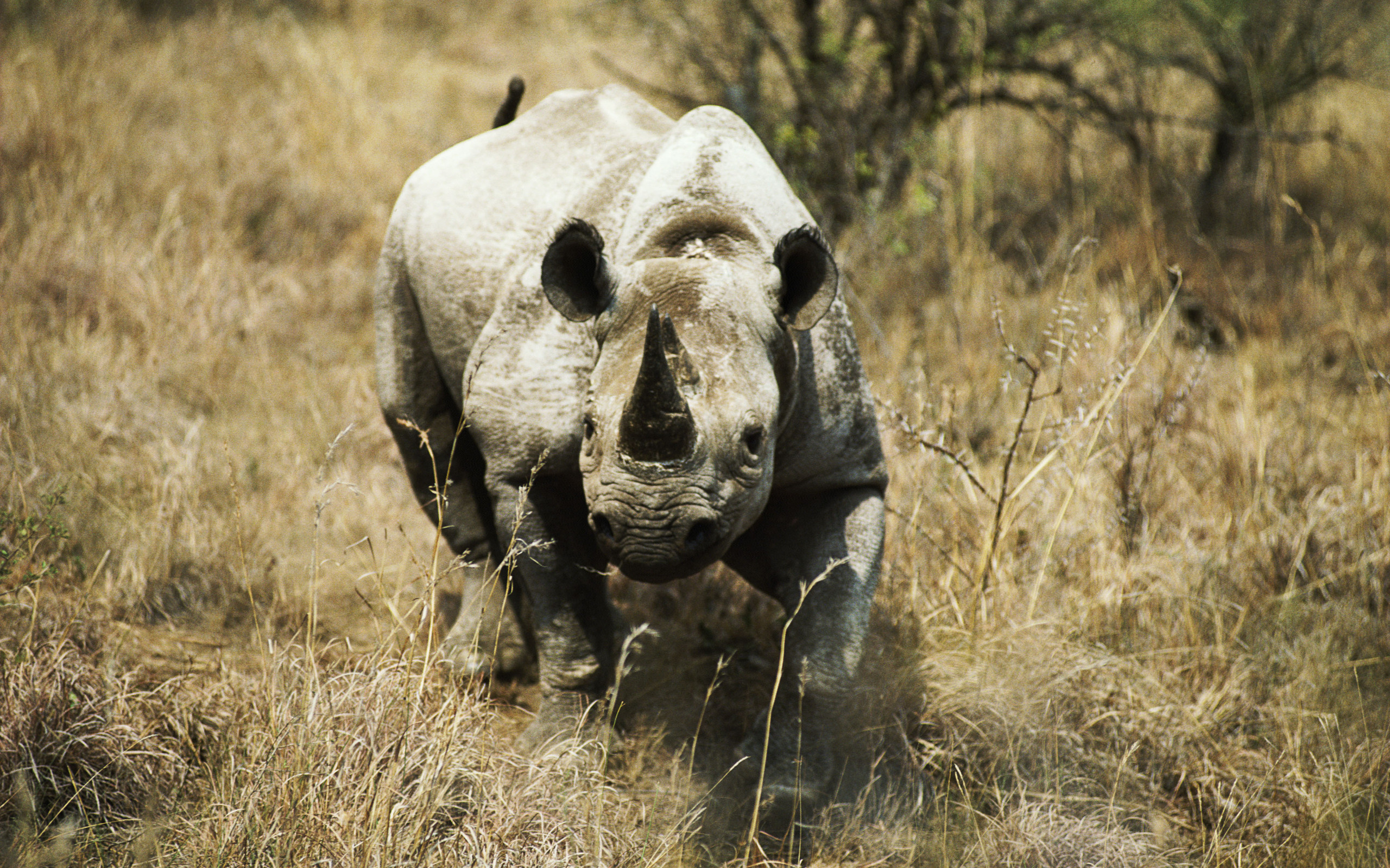 Free download wallpaper Animal, Rhinoceros, Rhino on your PC desktop